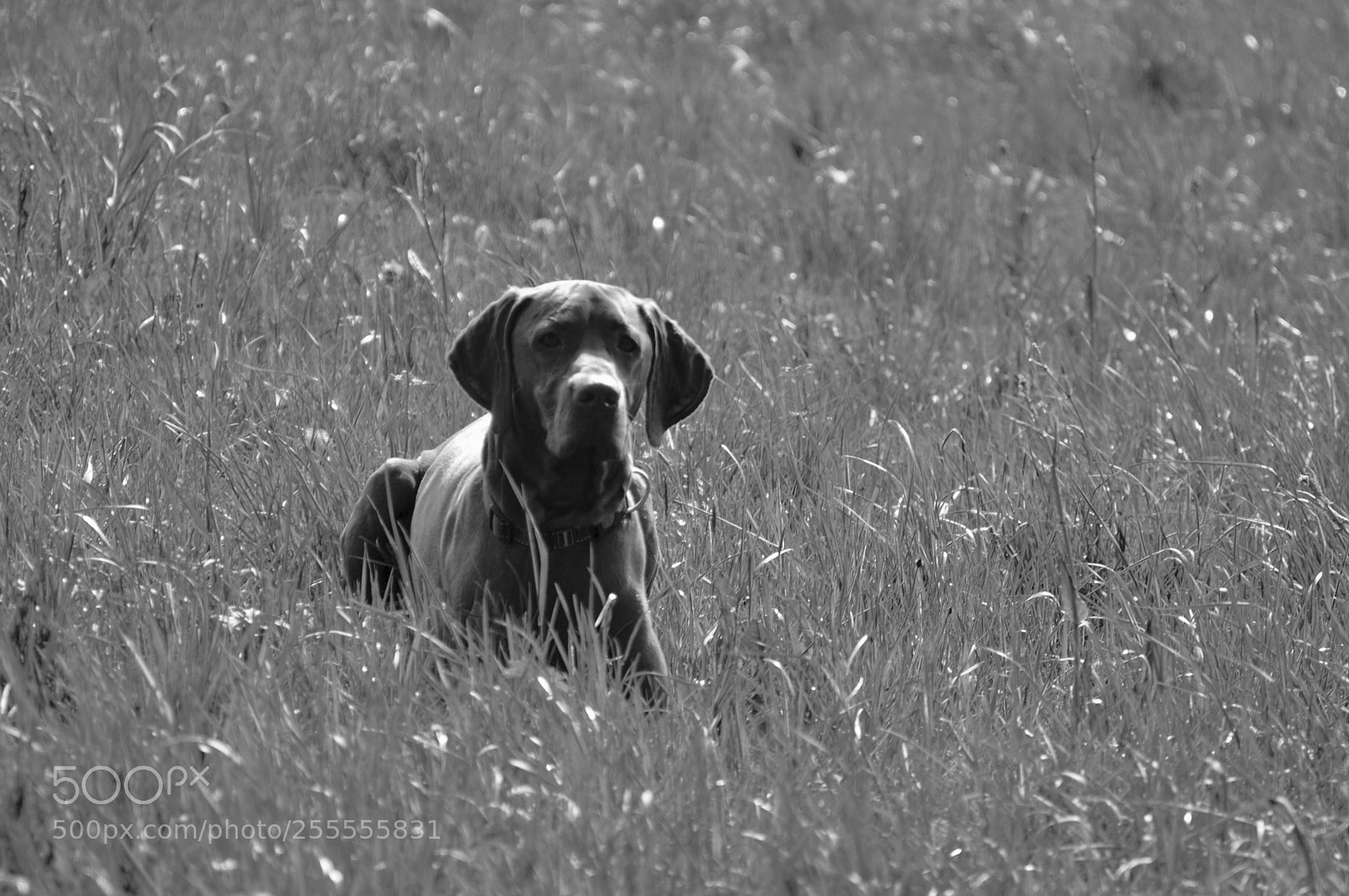 Nikon D3200 sample photo. My beauty in the photography