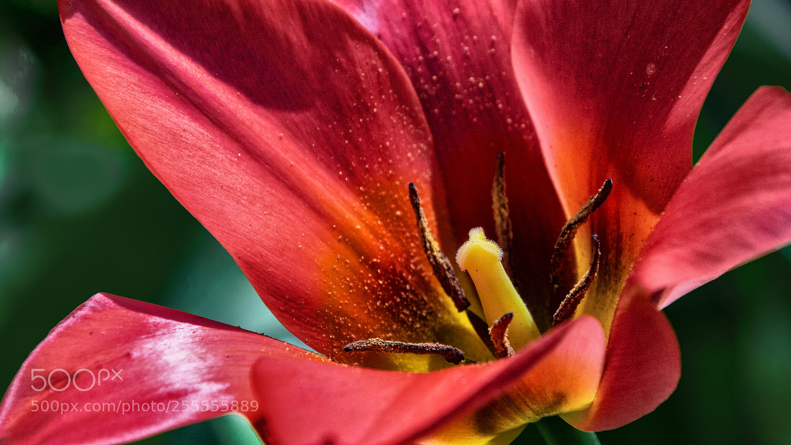 Sony ILCA-77M2 sample photo. Tulip photography