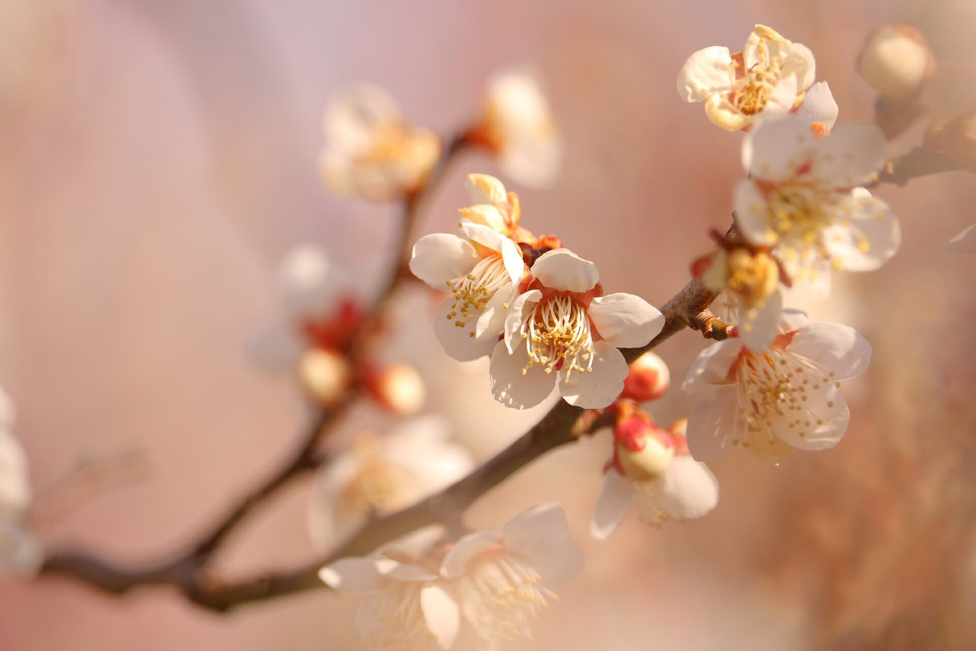 Canon EOS 750D (EOS Rebel T6i / EOS Kiss X8i) sample photo. Japanese apricot photography