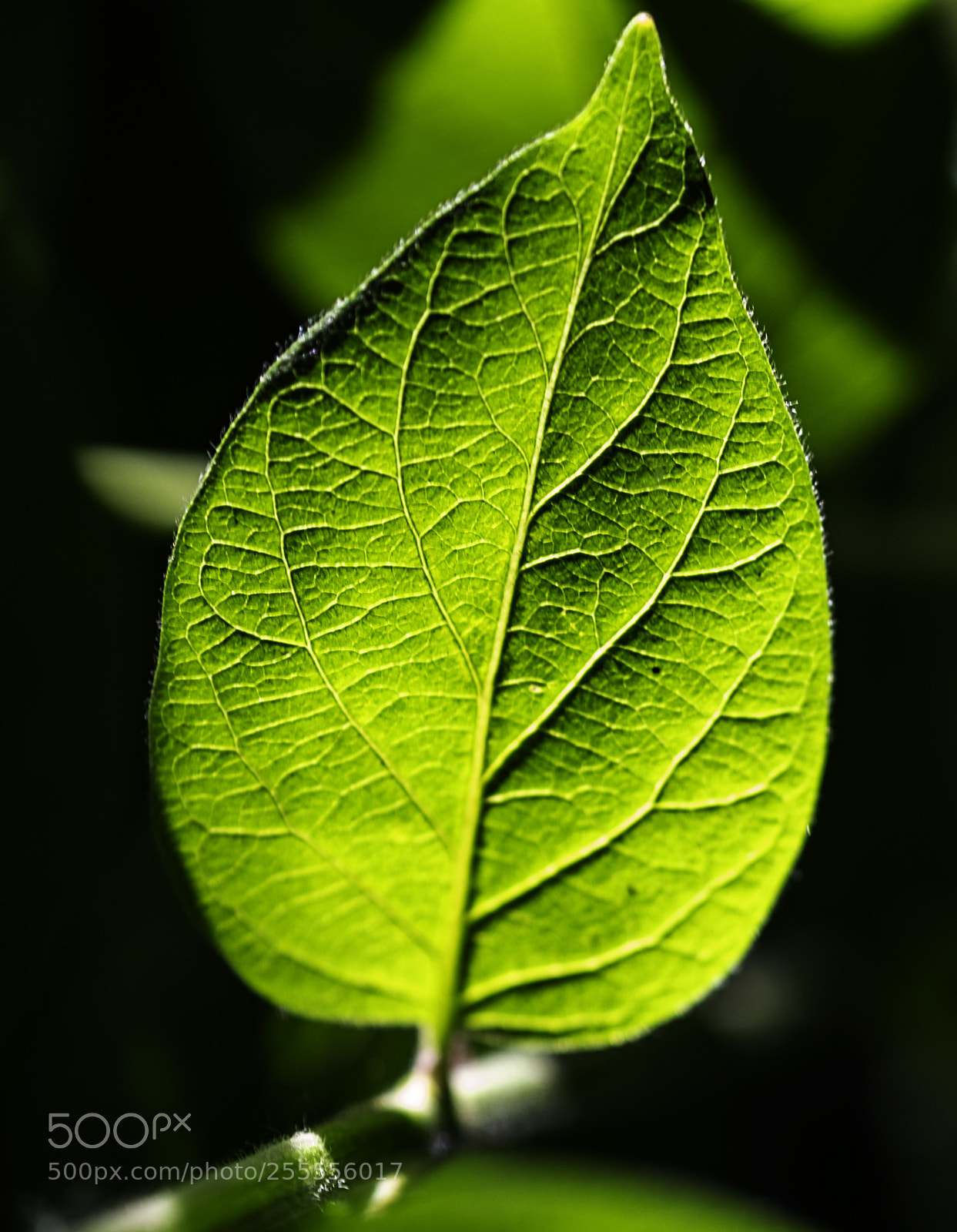 Fujifilm X-T2 sample photo. Leaf photography