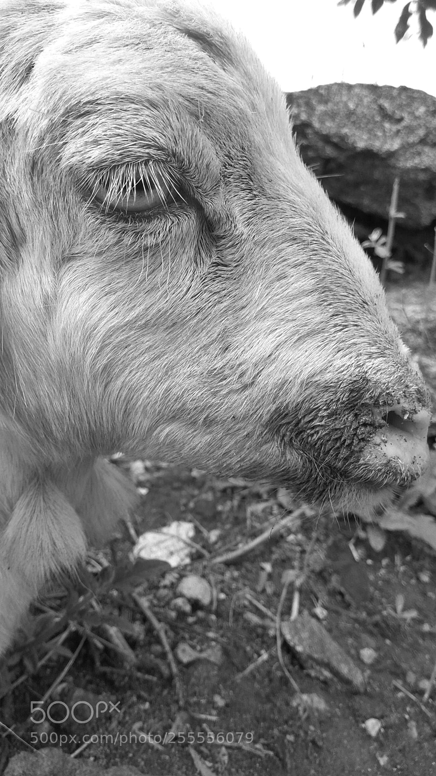 Xiaomi Redmi Note3 sample photo. Monochrome photography