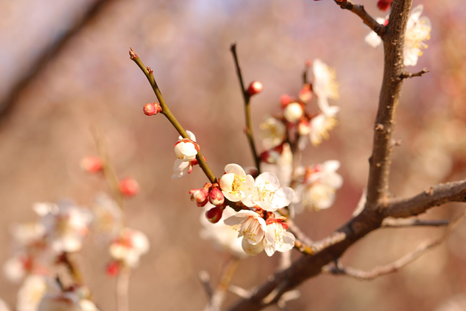 Canon EOS 750D (EOS Rebel T6i / EOS Kiss X8i) sample photo. Japanese apricot photography