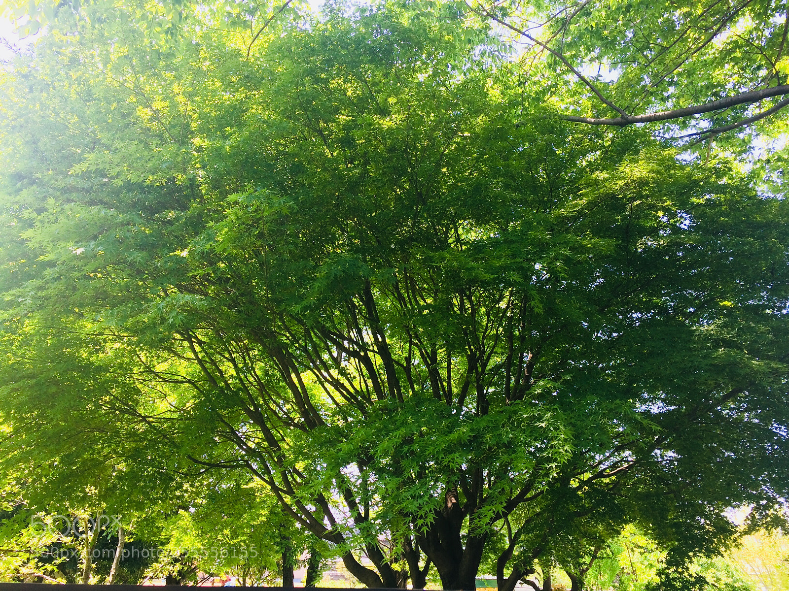 Apple iPhone 5s sample photo. Leaf green photography
