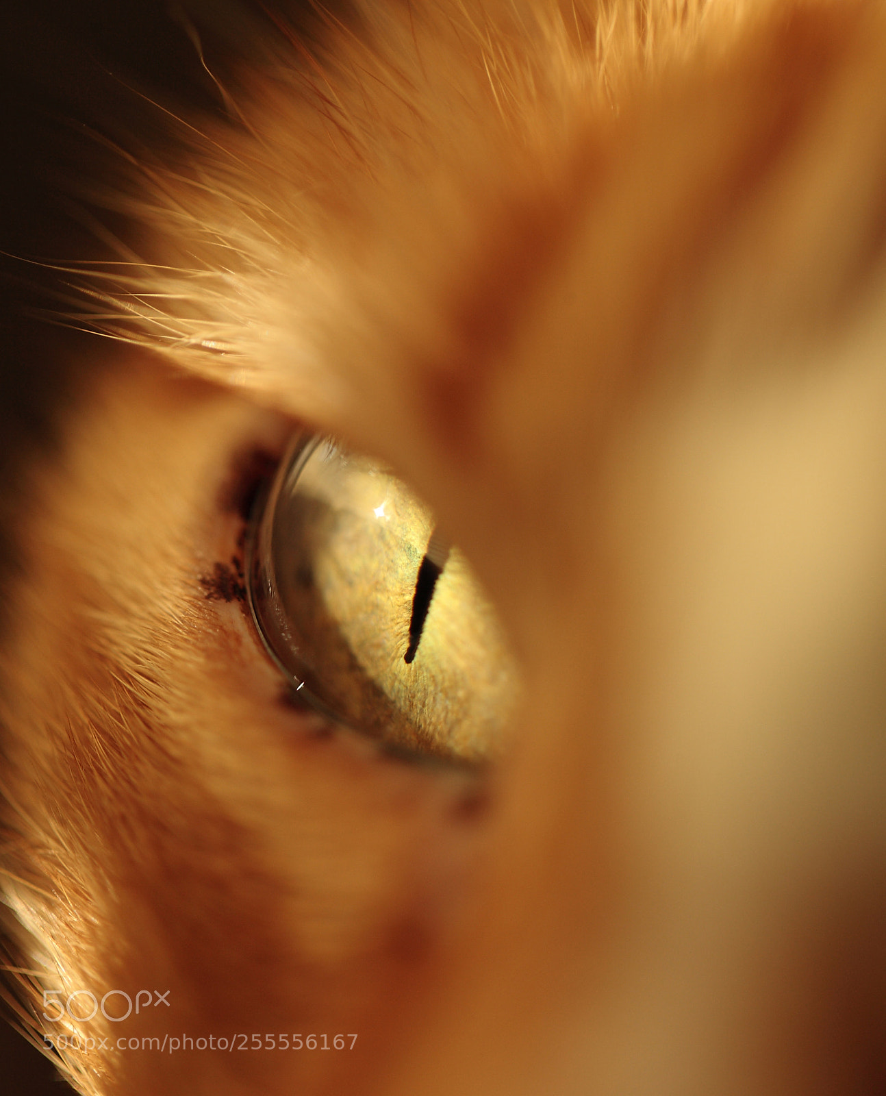 Canon EOS-1D Mark II N sample photo. Cats eye 1 photography