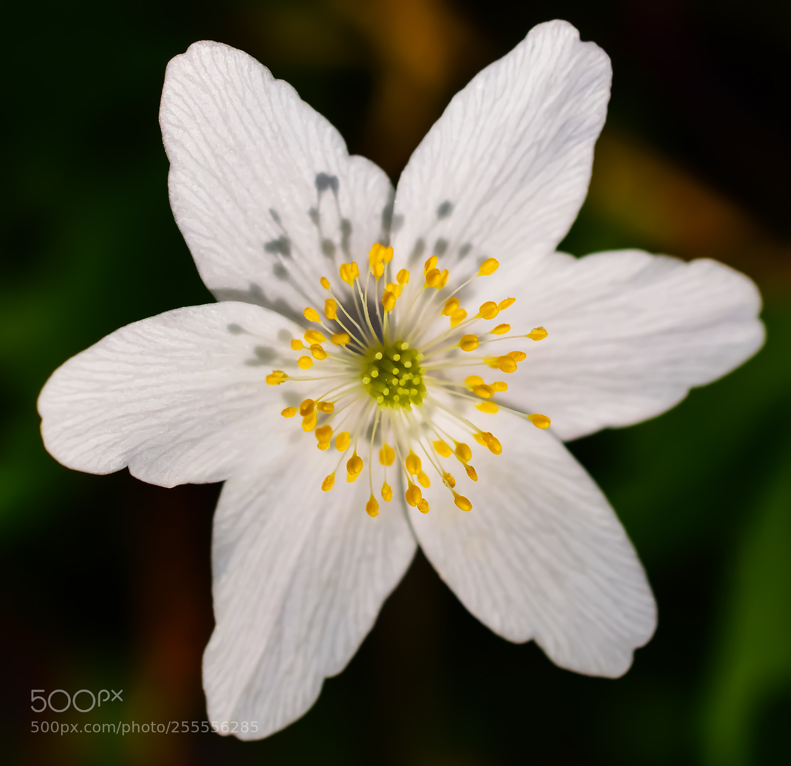Nikon D3200 sample photo. Wild flower photography