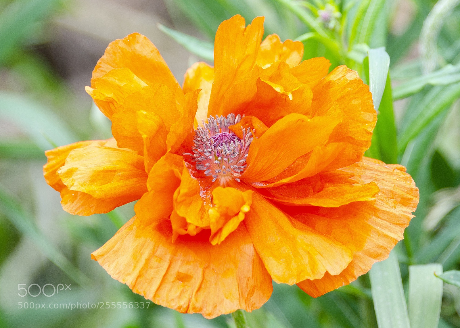 Nikon D7000 sample photo. Revealed charms photography