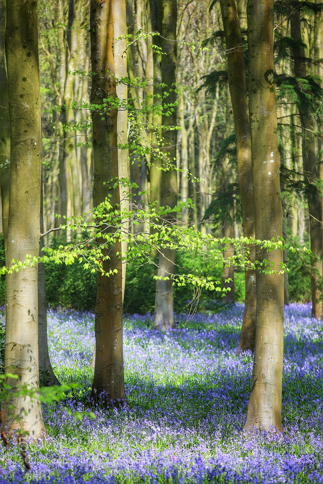 Canon EOS 5D Mark IV sample photo. Bluebell wood photography