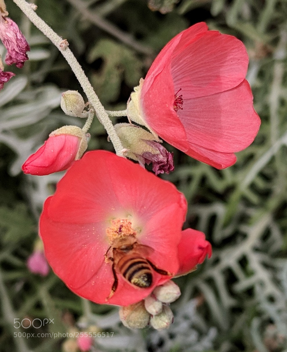 Google Pixel 2 XL sample photo. Untitled photography
