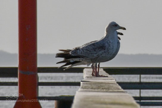 Nikon D5600 sample photo. Seagull photography