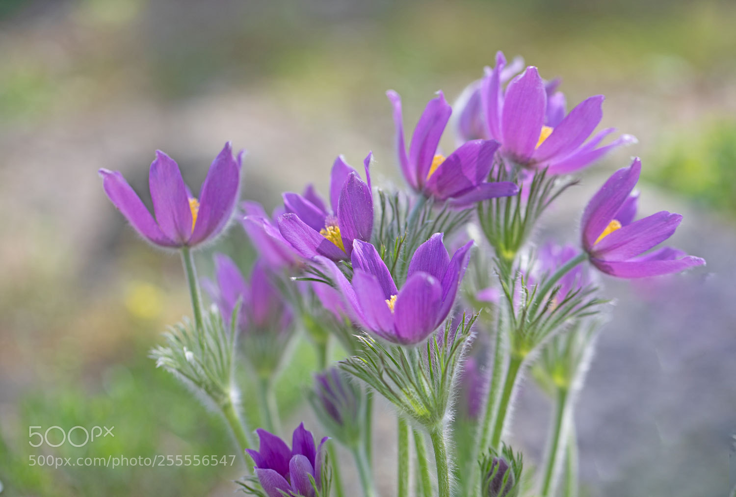 Canon EOS 5D Mark IV sample photo. Pulsatilla vulgaris photography