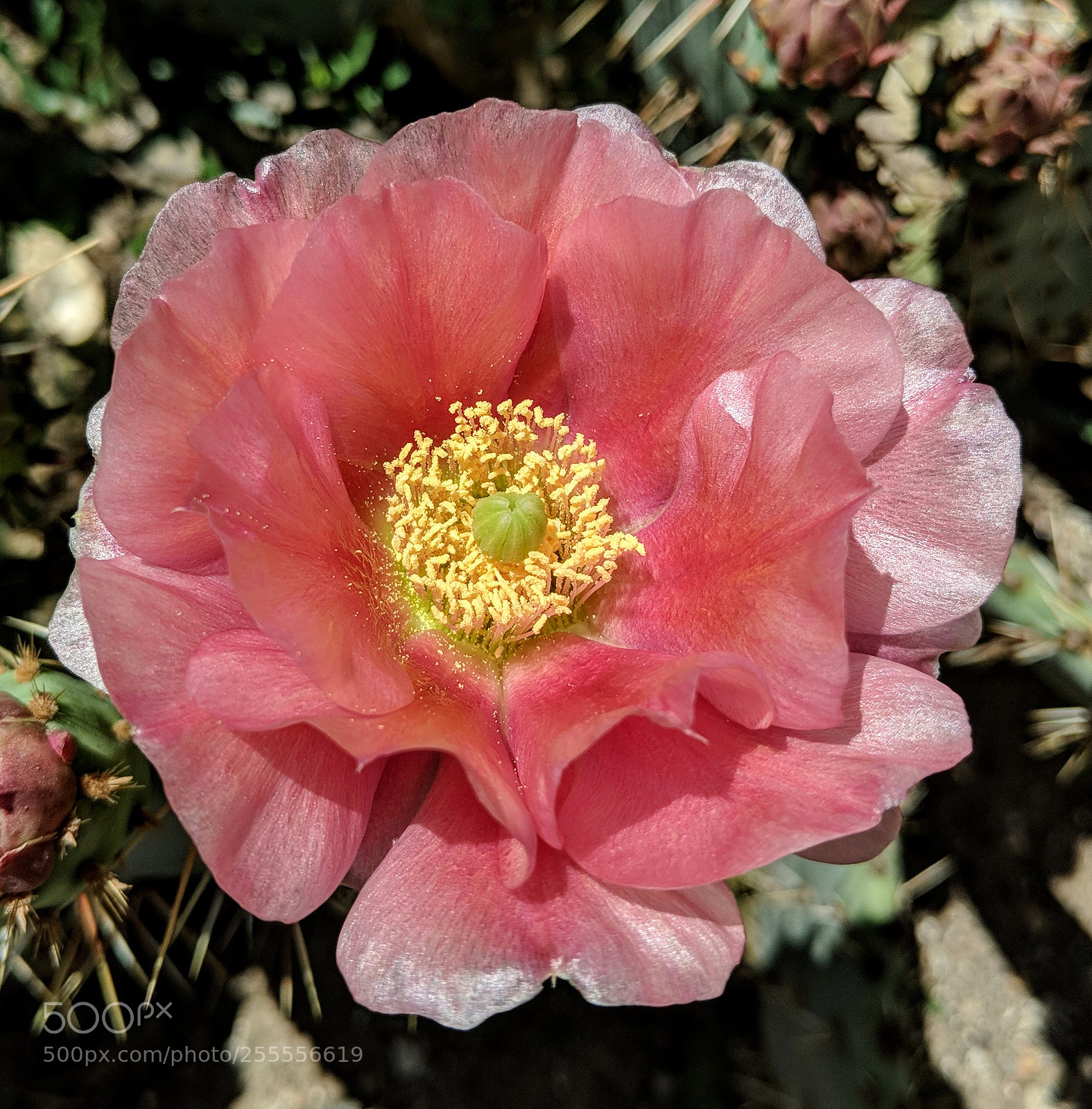 Google Pixel 2 XL sample photo. Untitled photography
