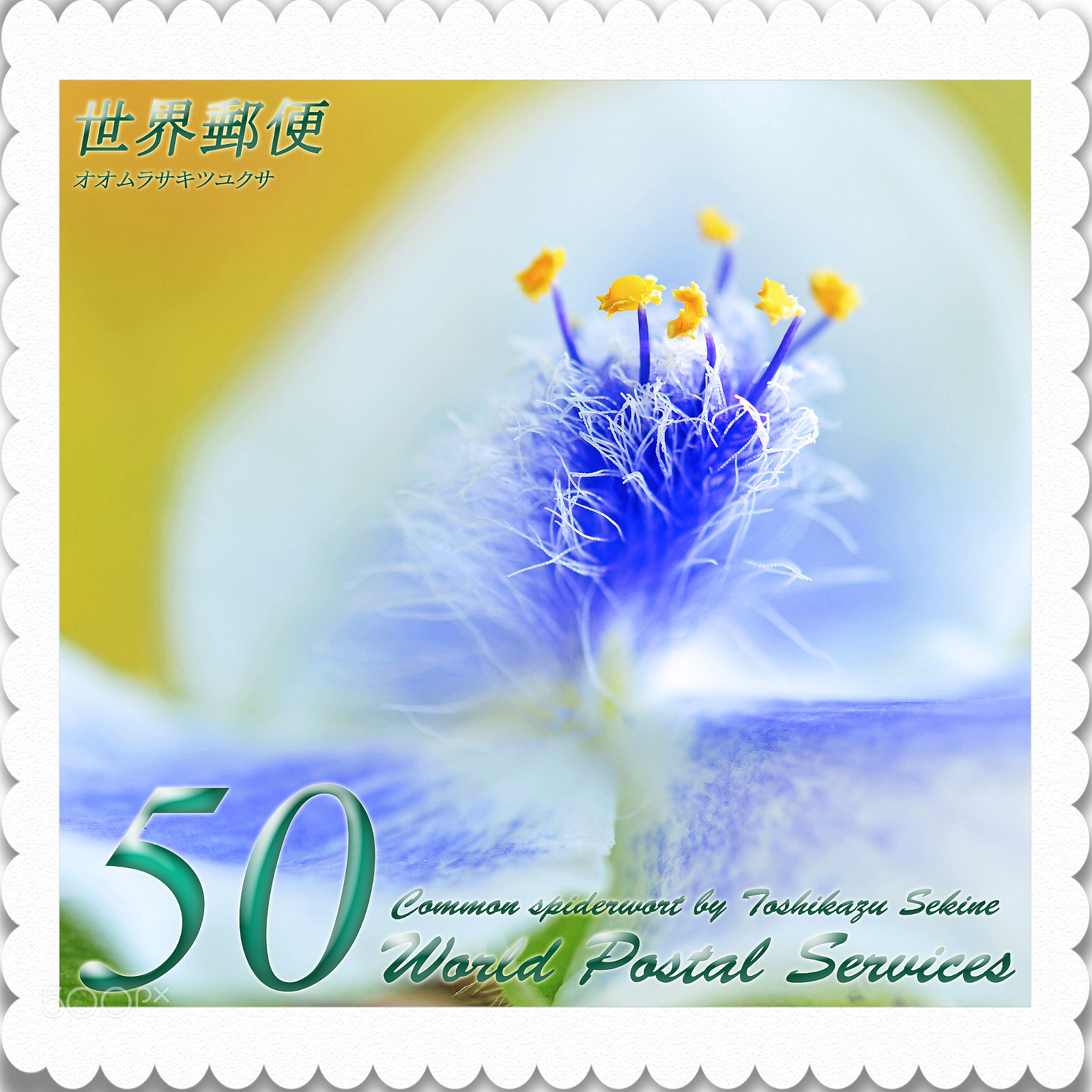 Nikon D800E sample photo. Common spiderwort photography