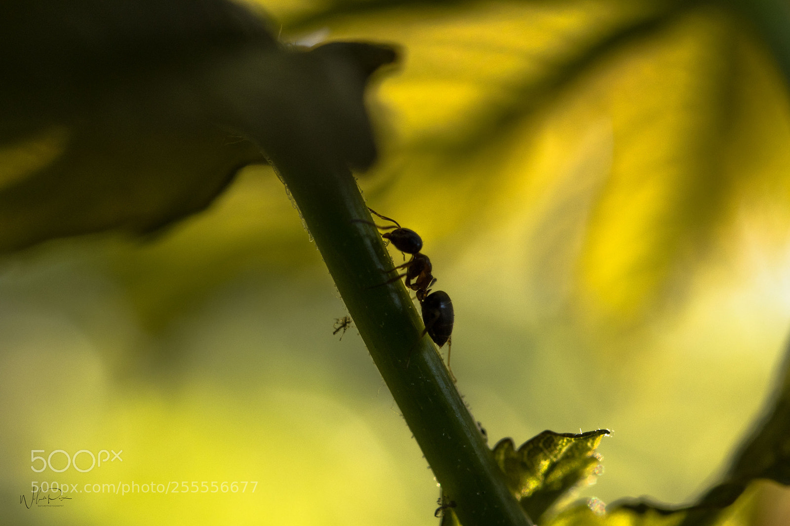 Nikon D500 sample photo. In the shadow photography