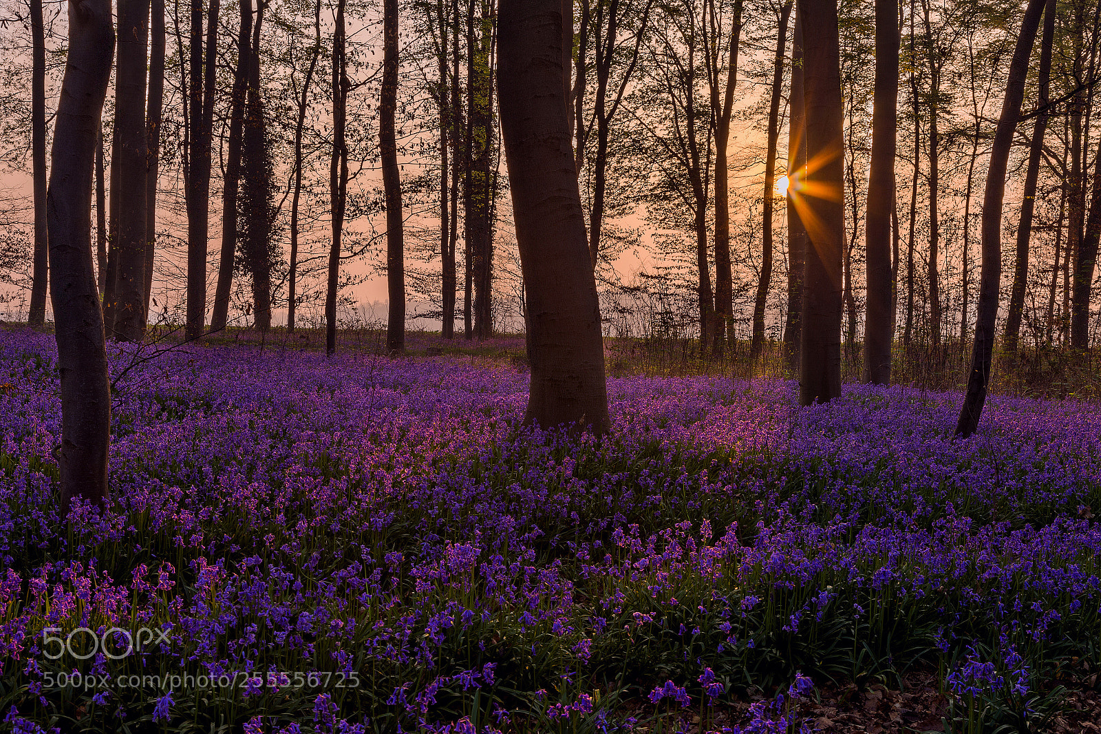 Canon EOS 6D sample photo. Blue bells sunrise photography