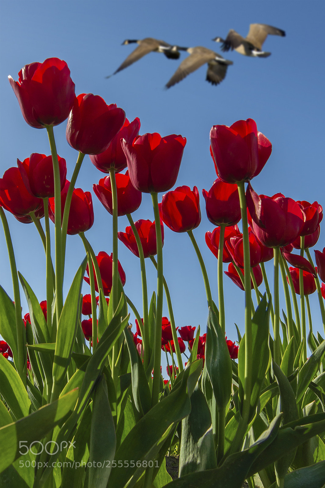 Nikon D800E sample photo. Spring photography