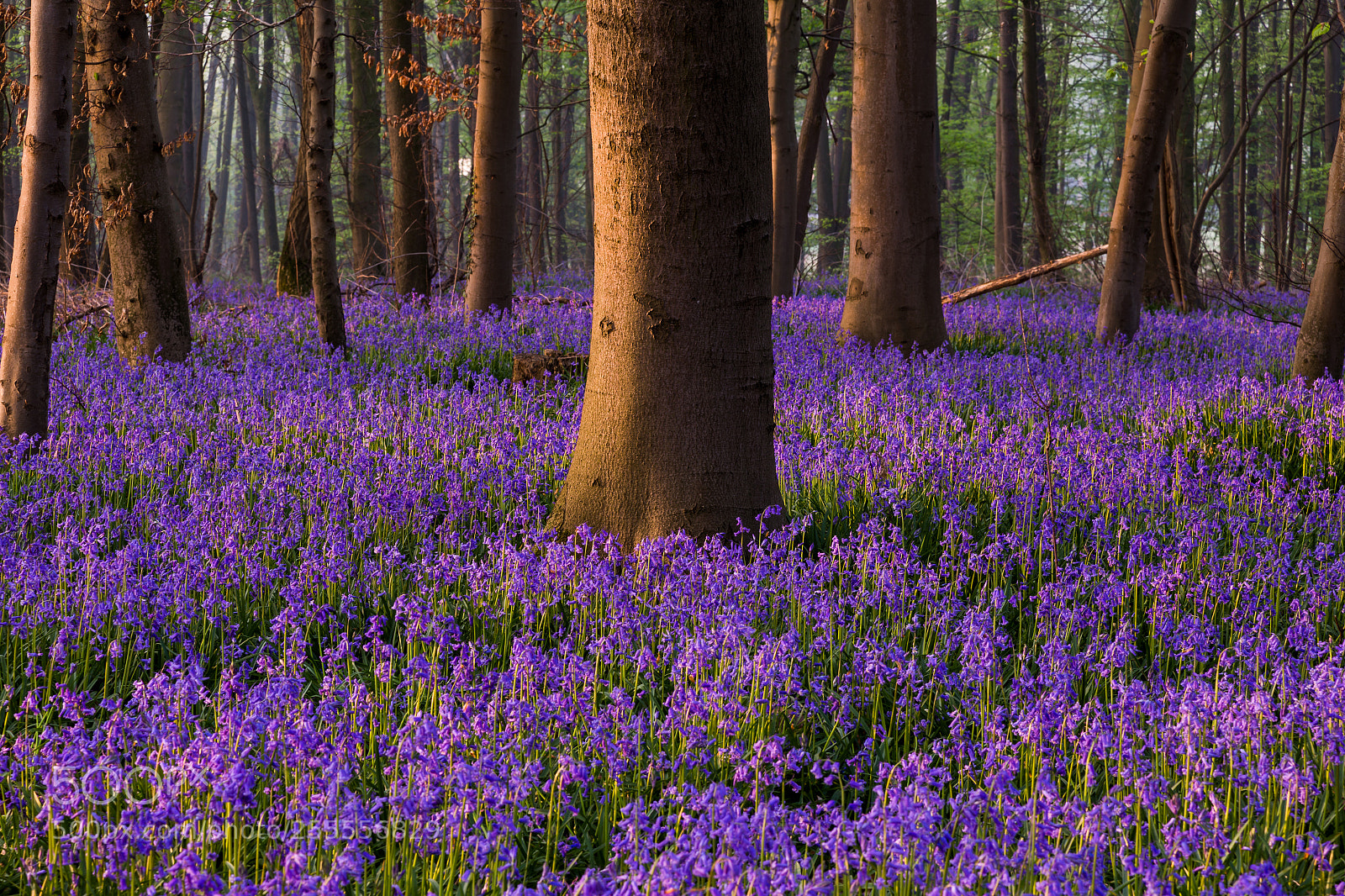 Canon EOS 6D sample photo. Blue bells sunrise photography