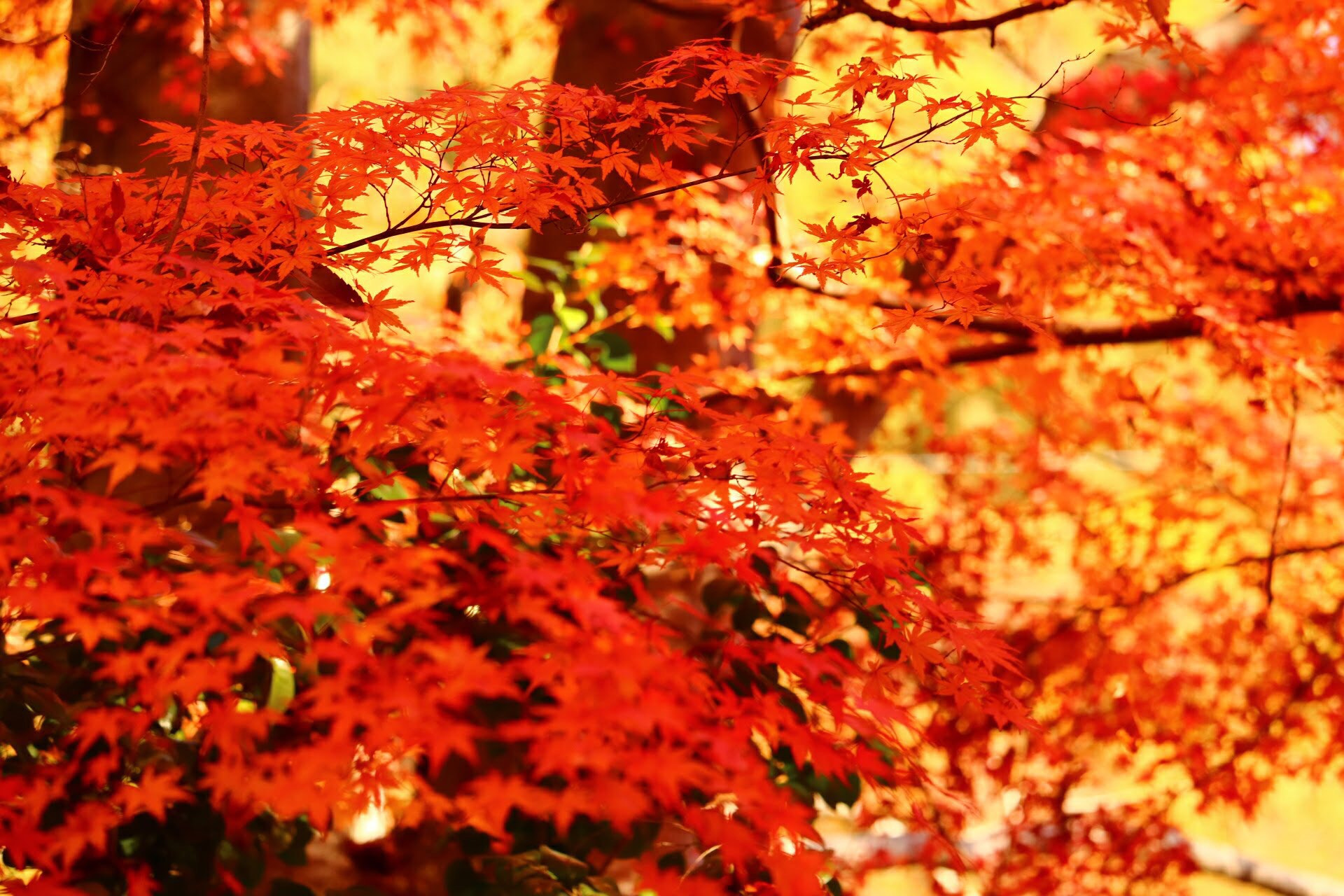 Canon EOS 750D (EOS Rebel T6i / EOS Kiss X8i) sample photo. Autumn leaves photography