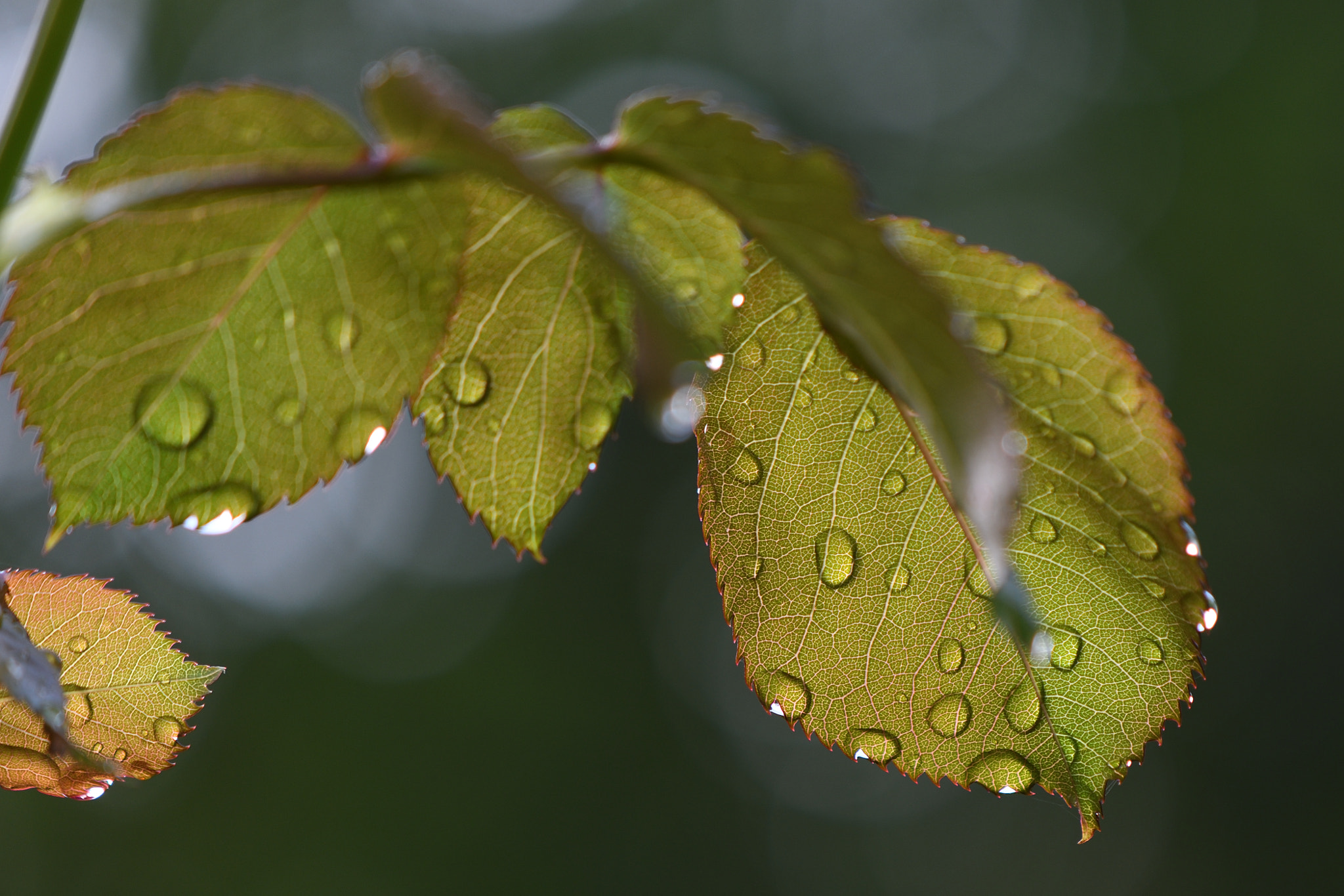 Nikon AF-S DX Micro-Nikkor 85mm F3.5G ED VR sample photo. Après la pluie.jpg photography
