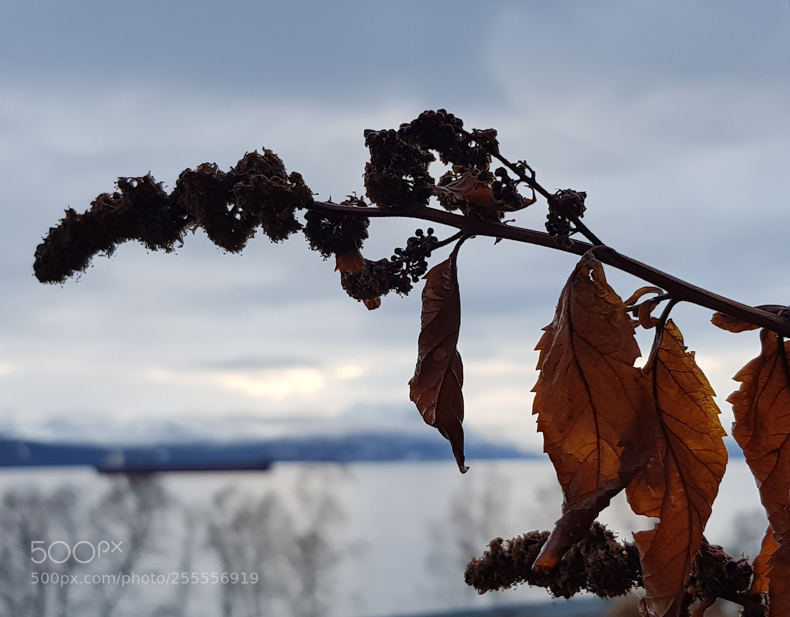 Samsung Galaxy S8 sample photo. Survived the winter photography