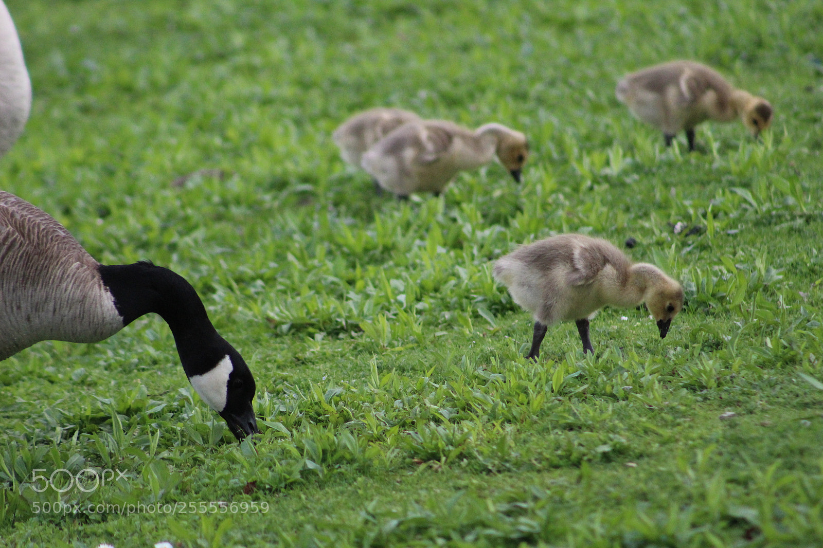 Canon EF 75-300mm f/4-5.6 sample photo. Generations photography