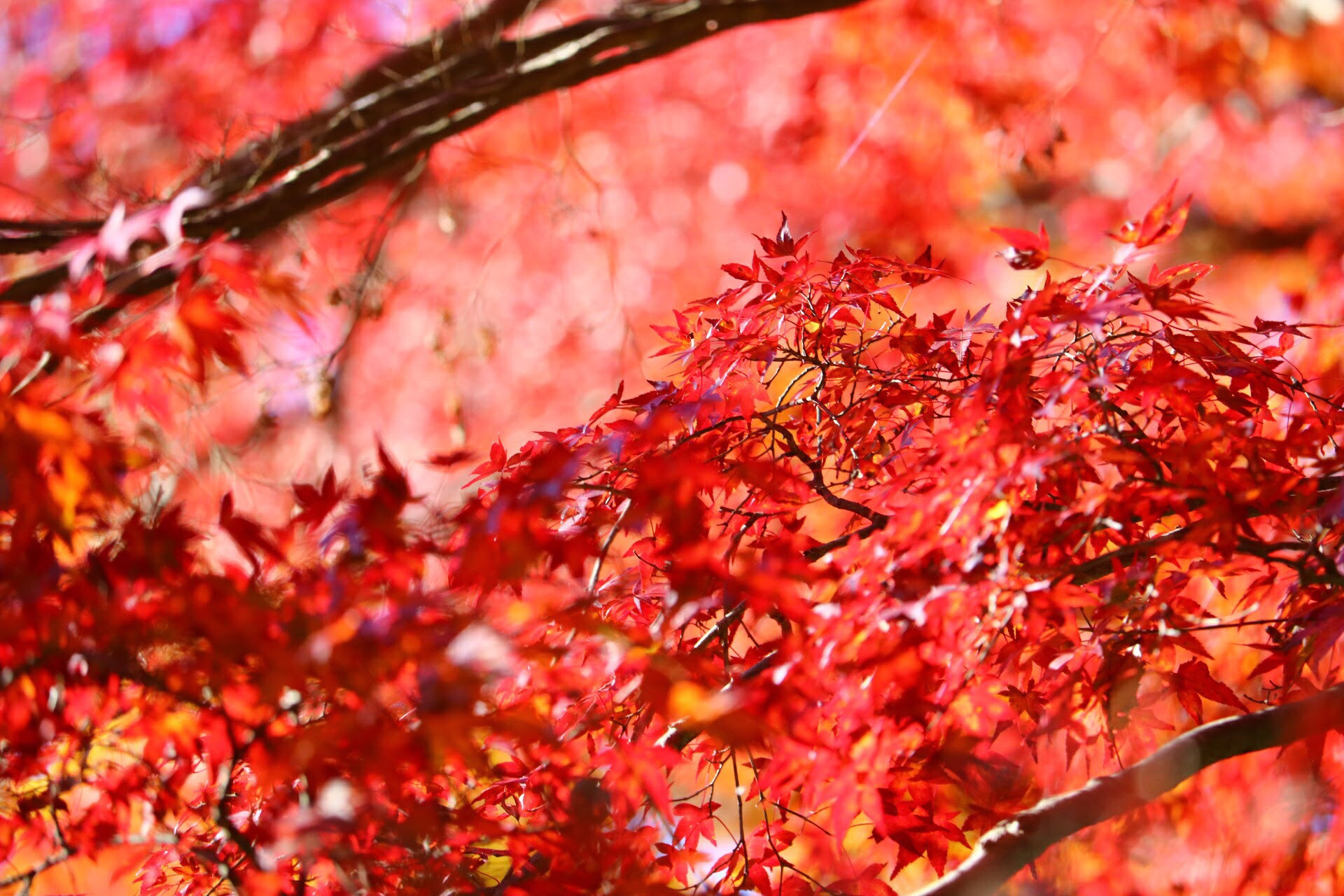 Canon EOS 750D (EOS Rebel T6i / EOS Kiss X8i) sample photo. Autumn leaves photography