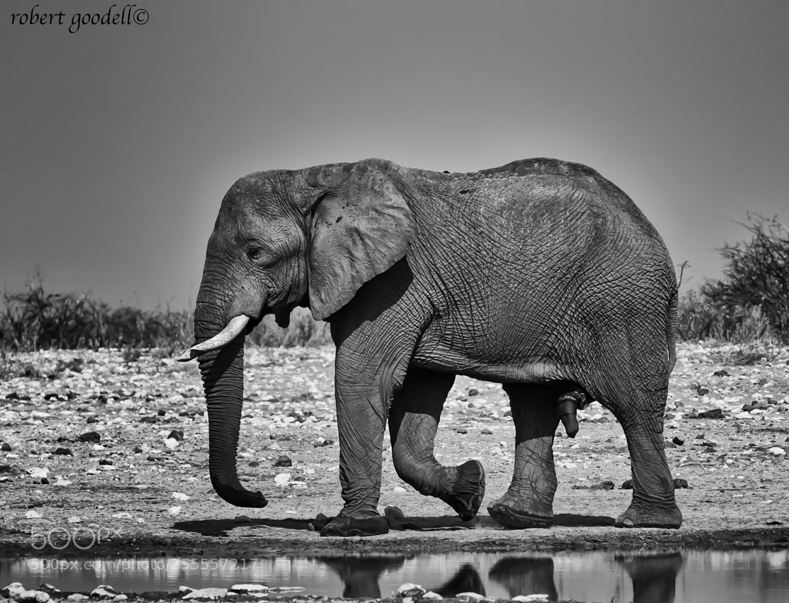 Nikon D3S sample photo. Elephant walk photography