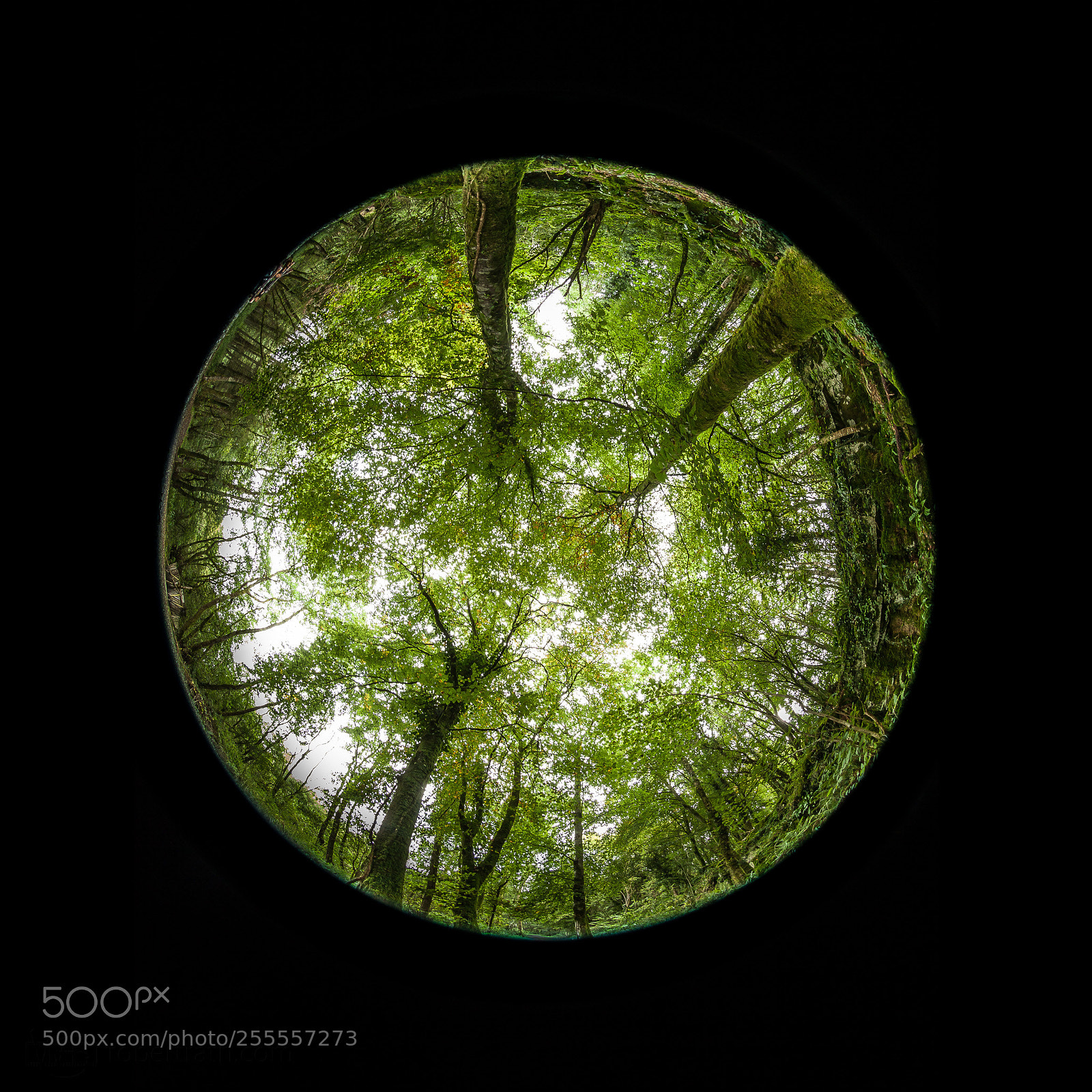 Canon EOS 5D Mark II sample photo. Droplet of green beautiful photography