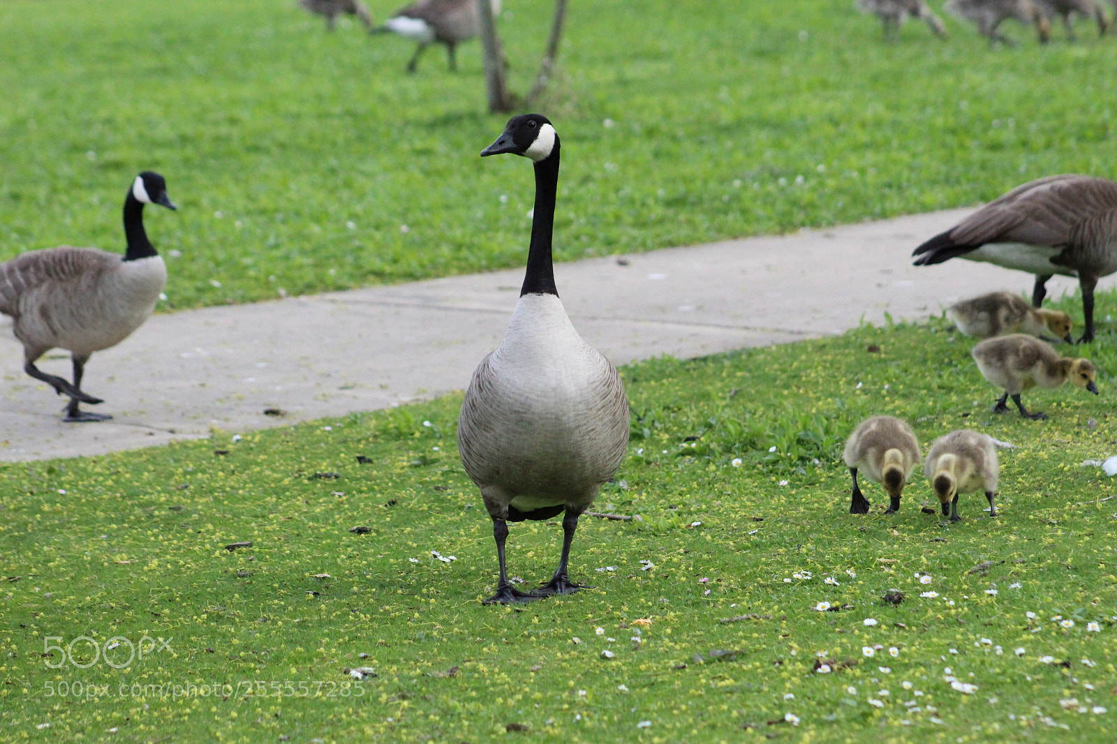 Canon EF 75-300mm f/4-5.6 sample photo. Watchful eye photography