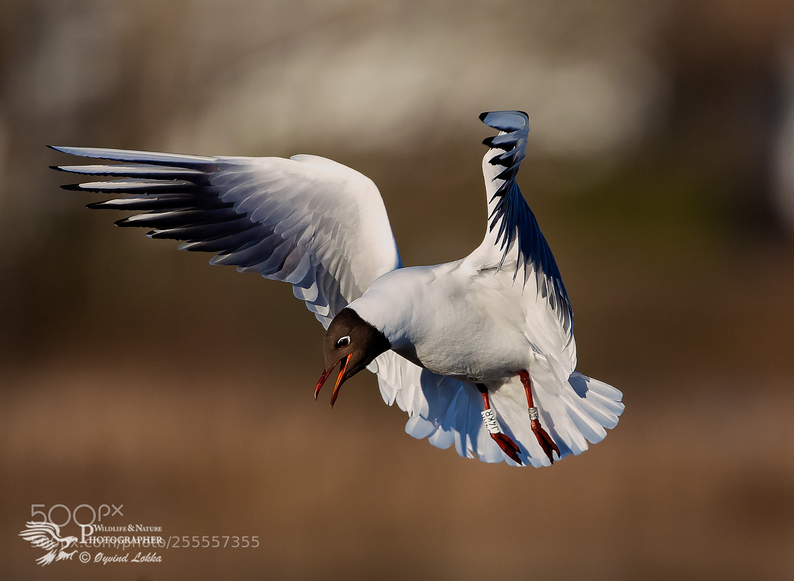 Canon EOS-1D X Mark II sample photo. Black-headed gull photography