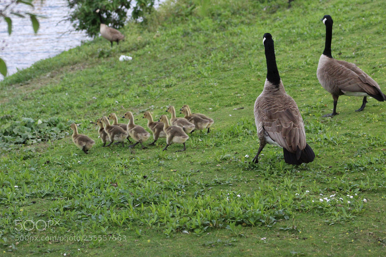 Canon EF 75-300mm f/4-5.6 sample photo. Going home photography