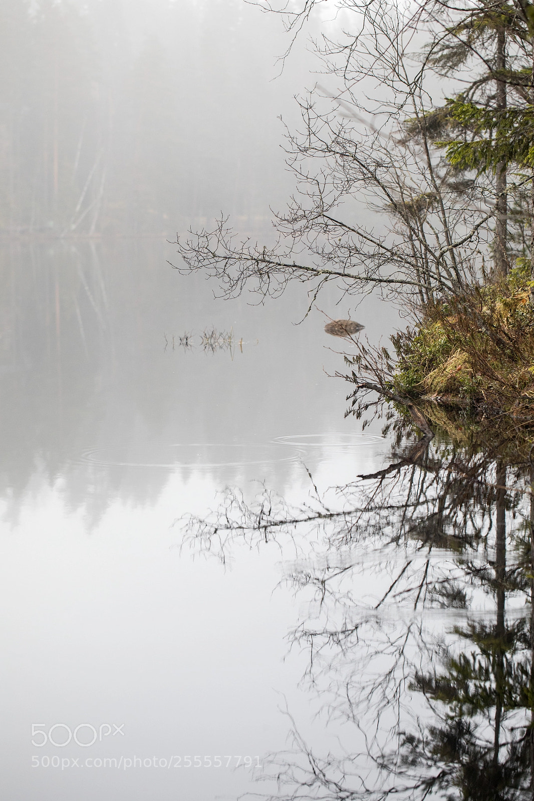 Canon EOS 5D Mark IV sample photo. Lake reflections iv photography