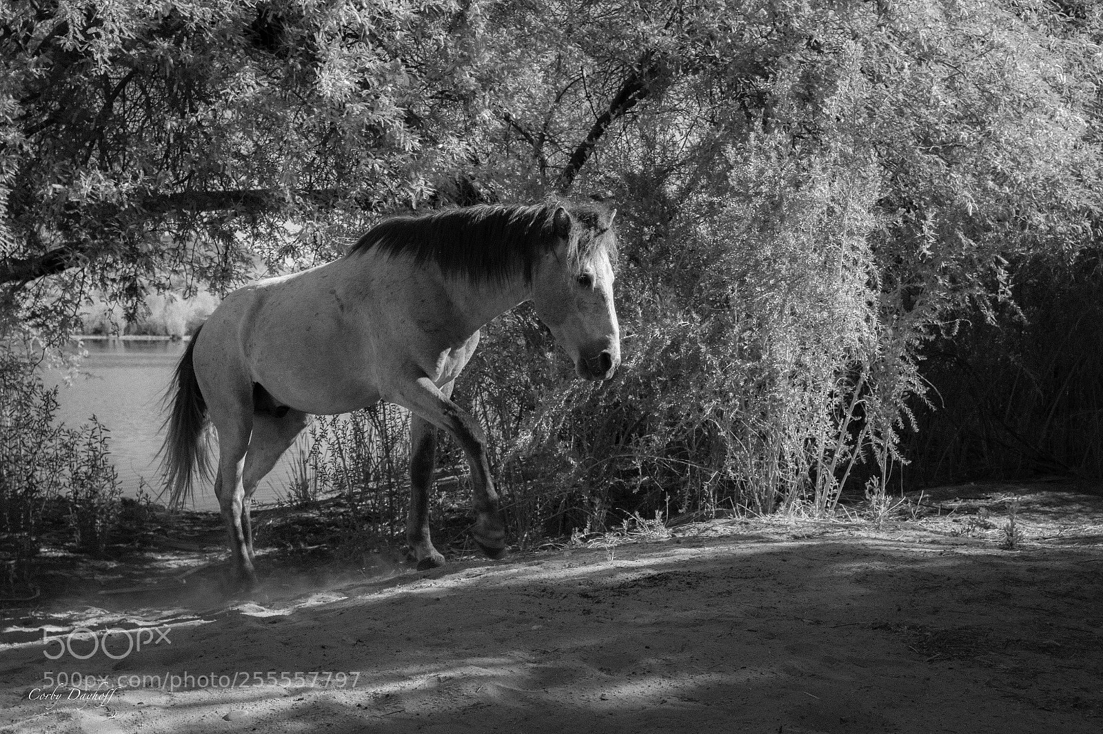 Canon EOS 7D sample photo. Salt river wild horses photography