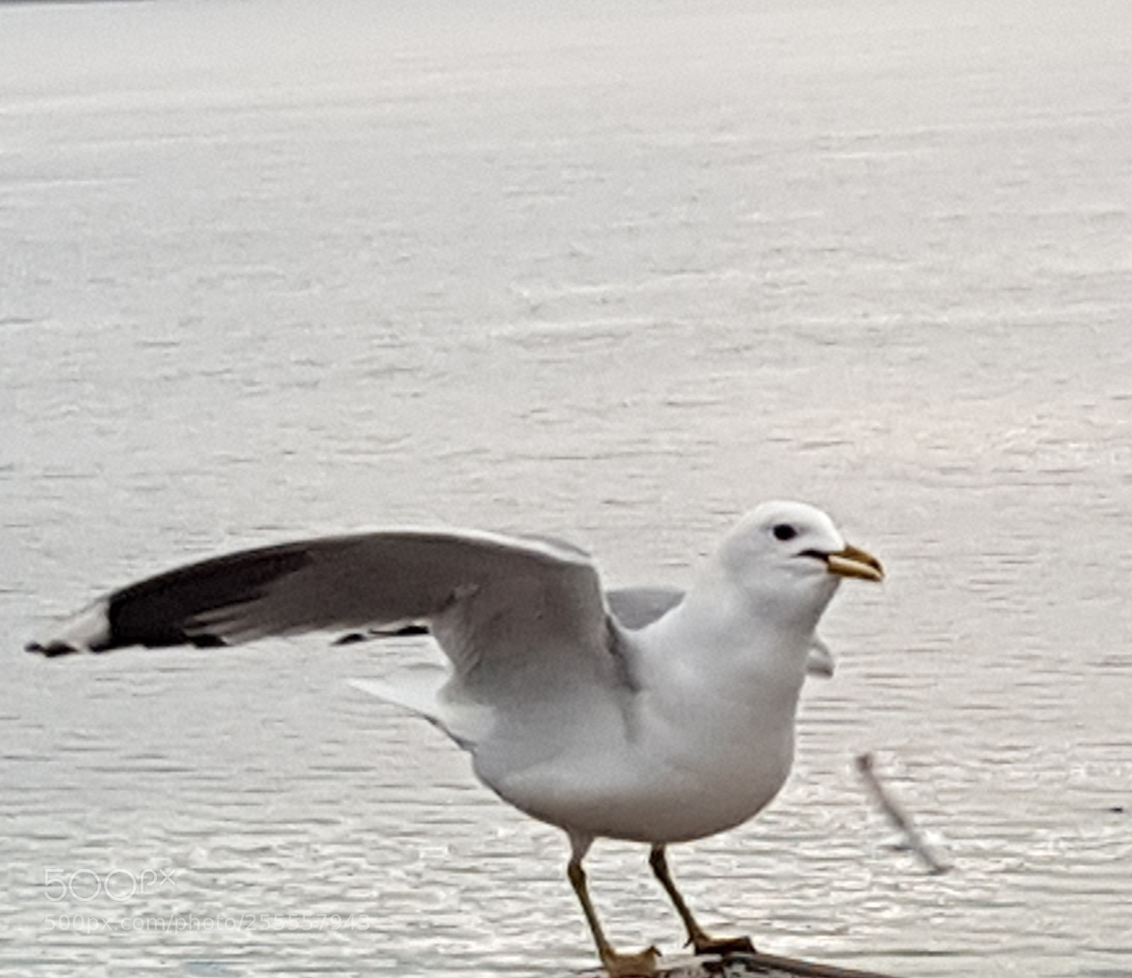 Samsung Galaxy S8 sample photo. Morning visit photography
