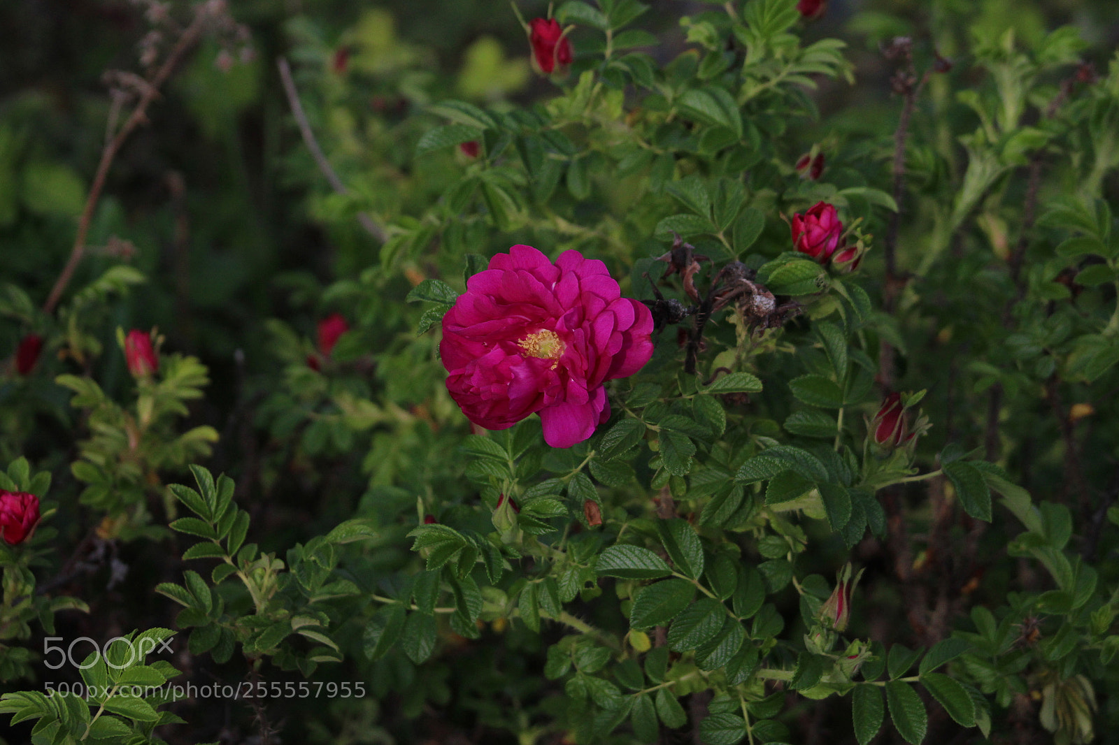 Canon EF 75-300mm f/4-5.6 sample photo. Untitled photography