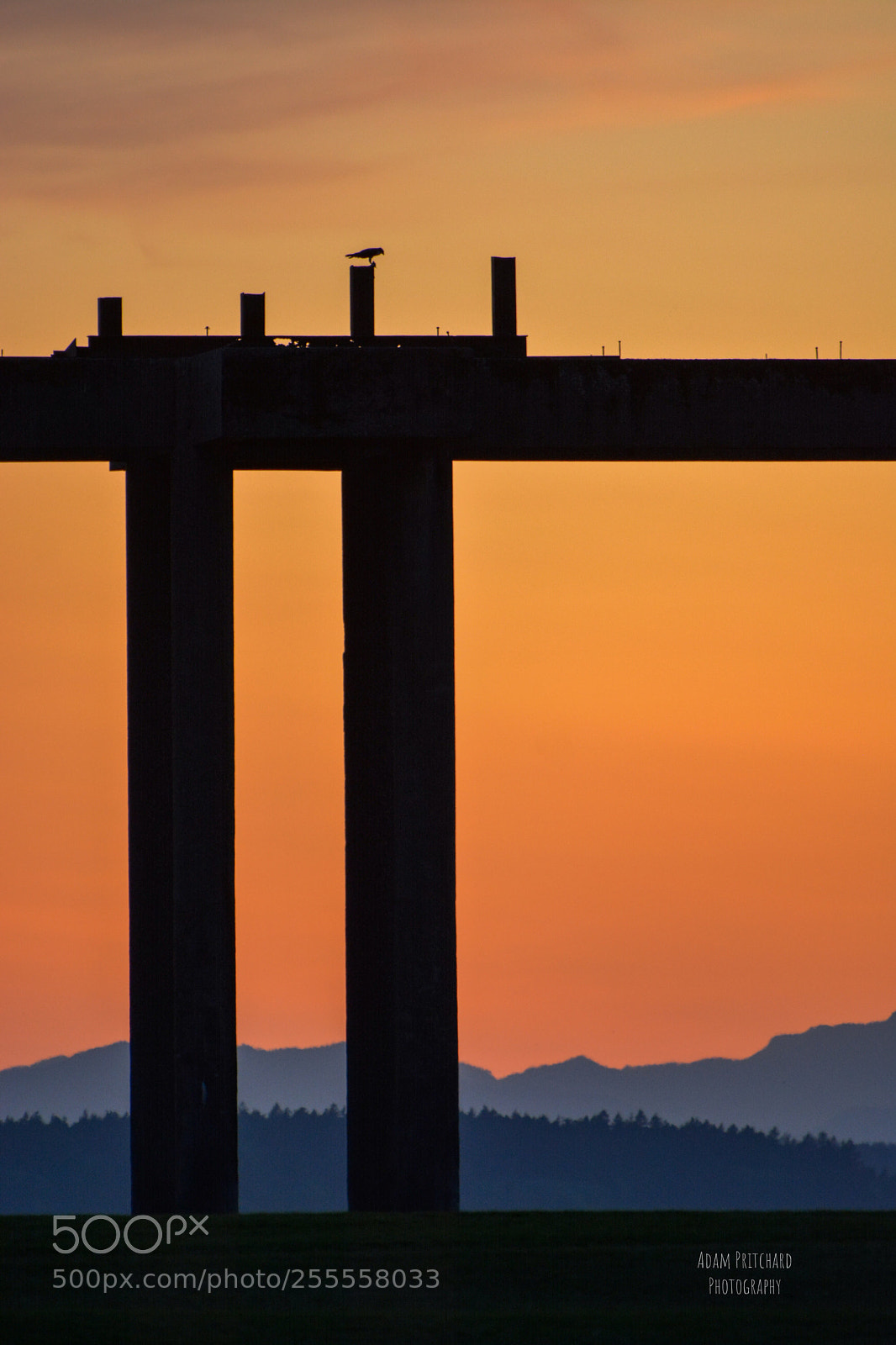 Nikon D5200 sample photo. Osprey sunset photography