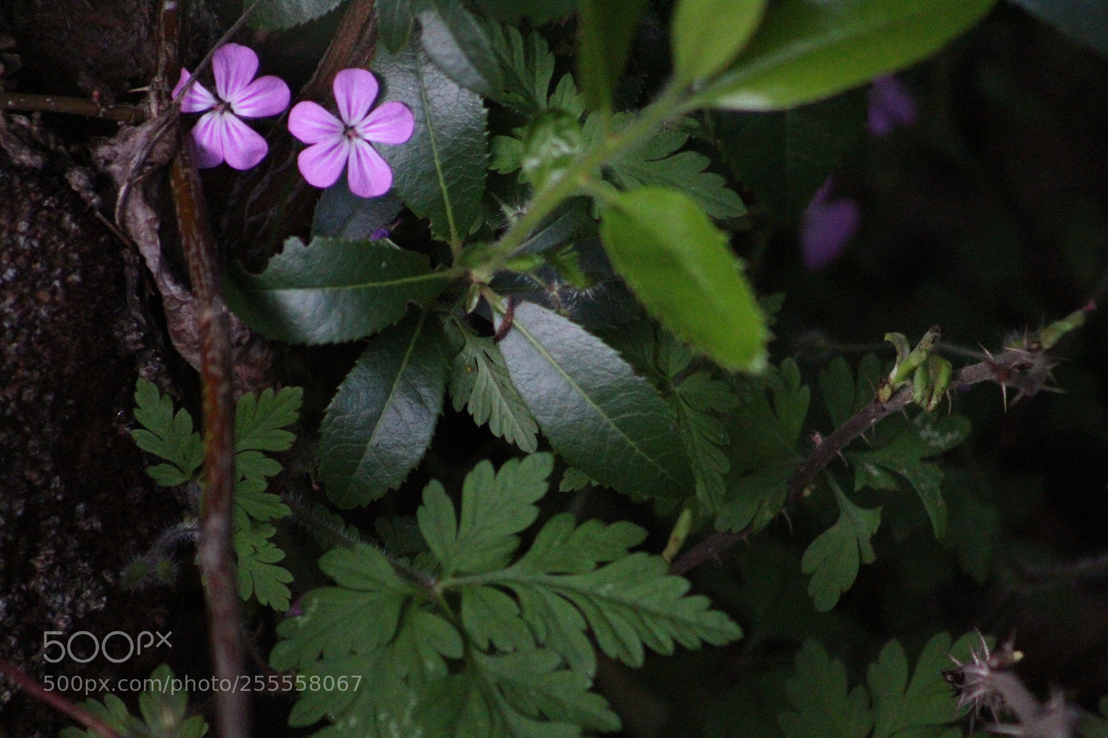 Canon EF 75-300mm f/4-5.6 sample photo. In the dark photography