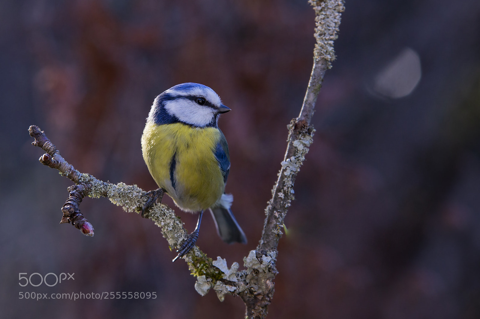 Canon EOS 6D sample photo. Sinitiainen, blue tit photography