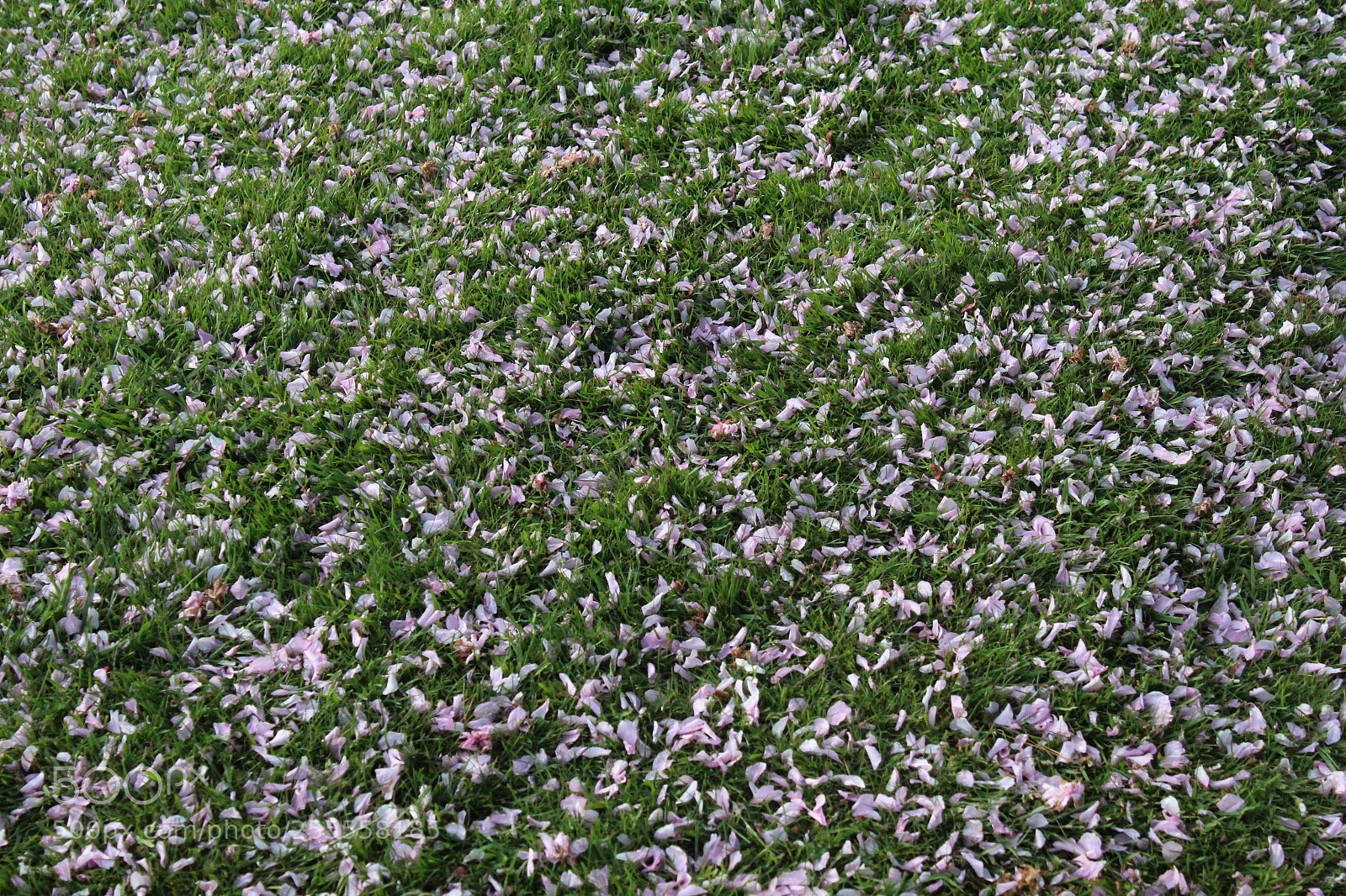 Canon EOS 1300D (EOS Rebel T6 / EOS Kiss X80) sample photo. Fallen petals photography