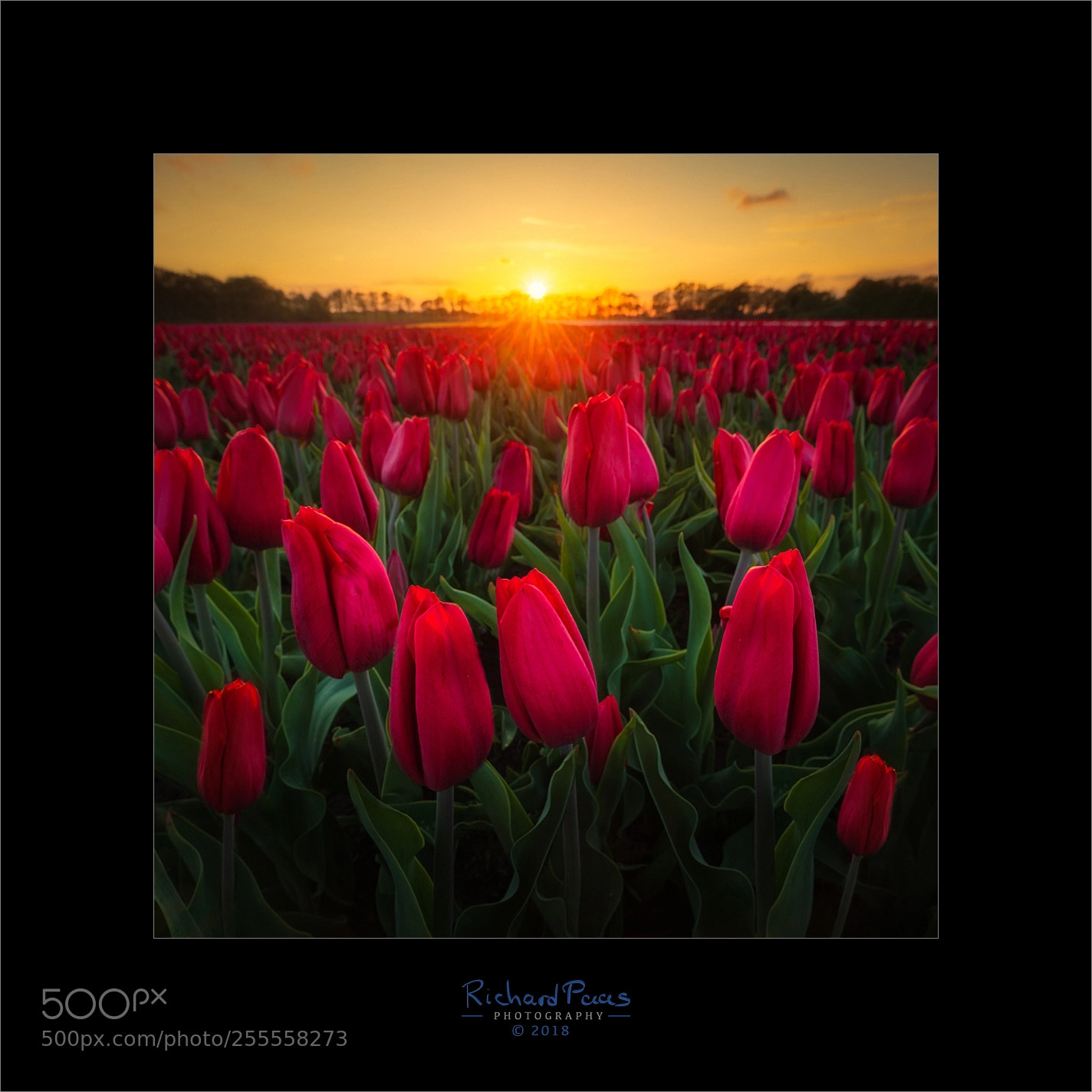Canon EOS 5D Mark IV sample photo. Red tulips sunset photography