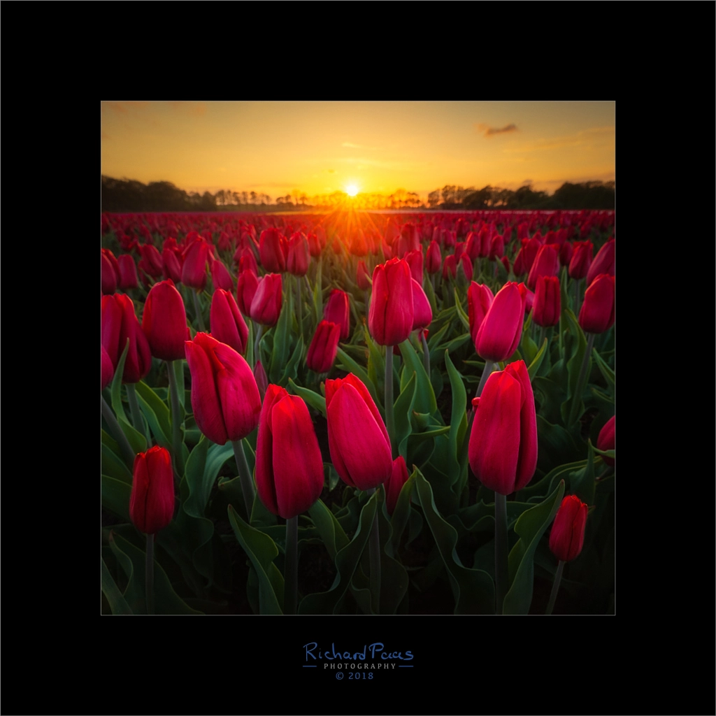 Red Tulips Sunset by Richard Paas on 500px.com