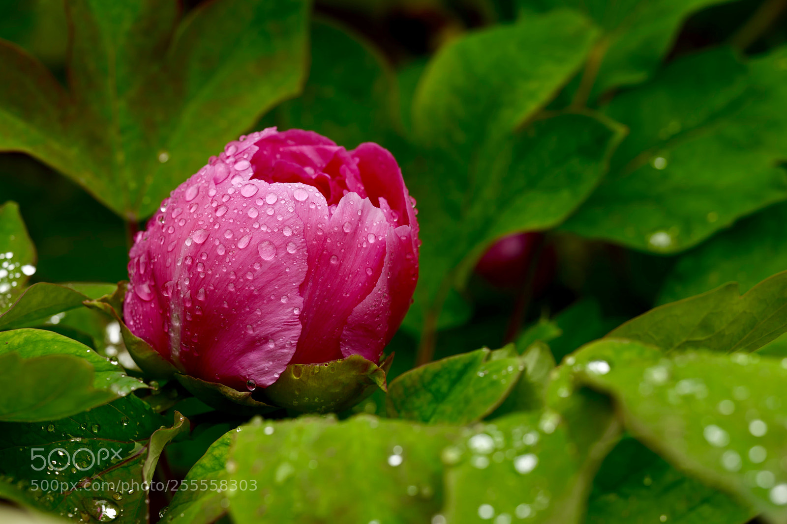 Leica SL (Typ 601) sample photo. Untitled photography
