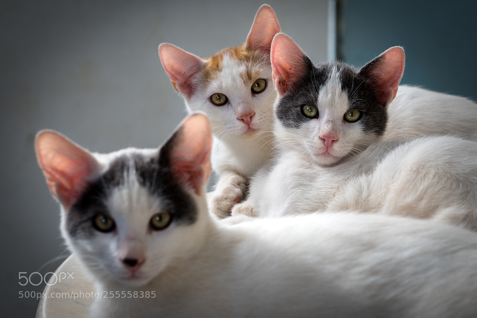 Nikon D600 sample photo. My favorites "three musketeers" photography