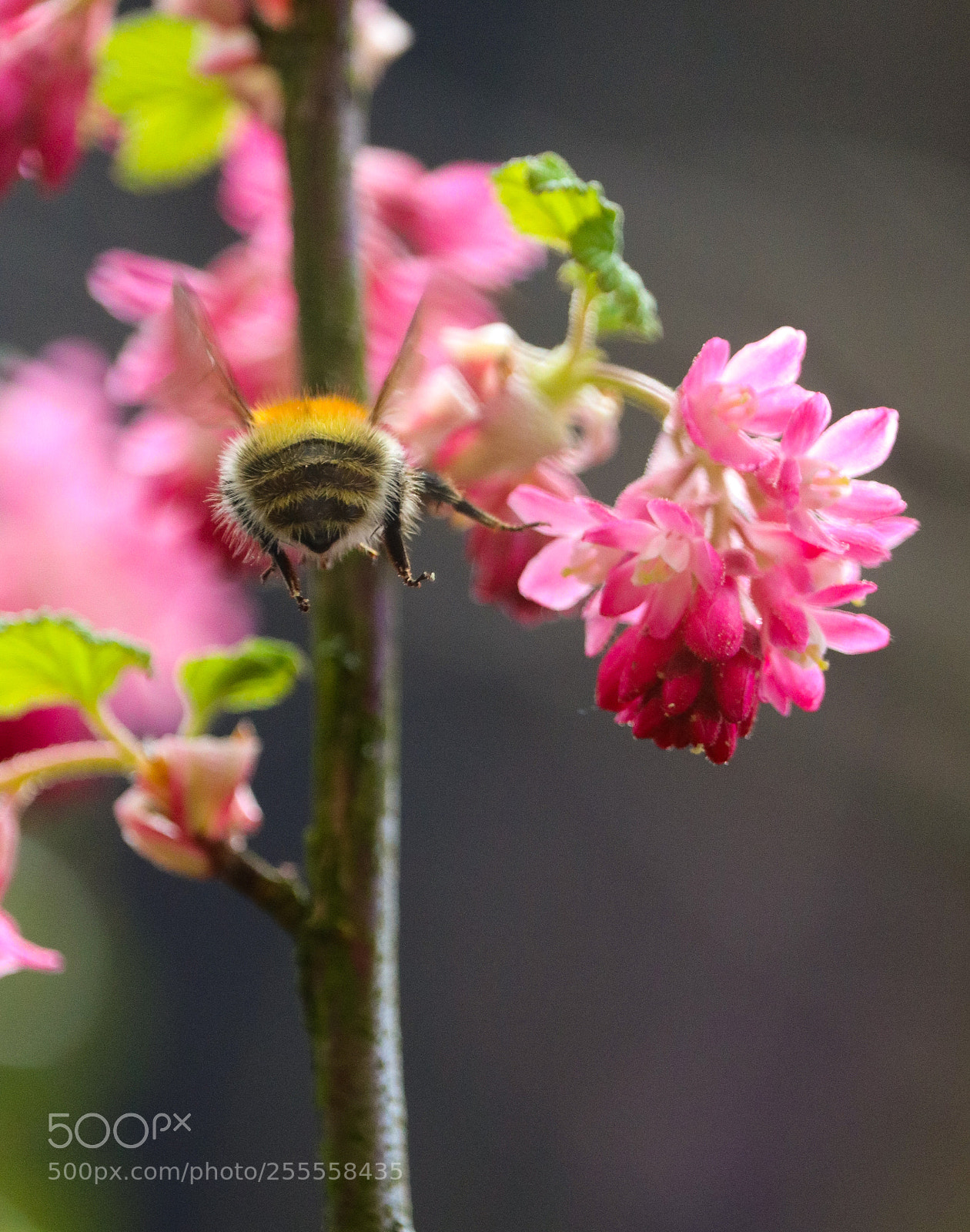 Canon EOS 750D (EOS Rebel T6i / EOS Kiss X8i) sample photo. Bombus pascuorum backside photography
