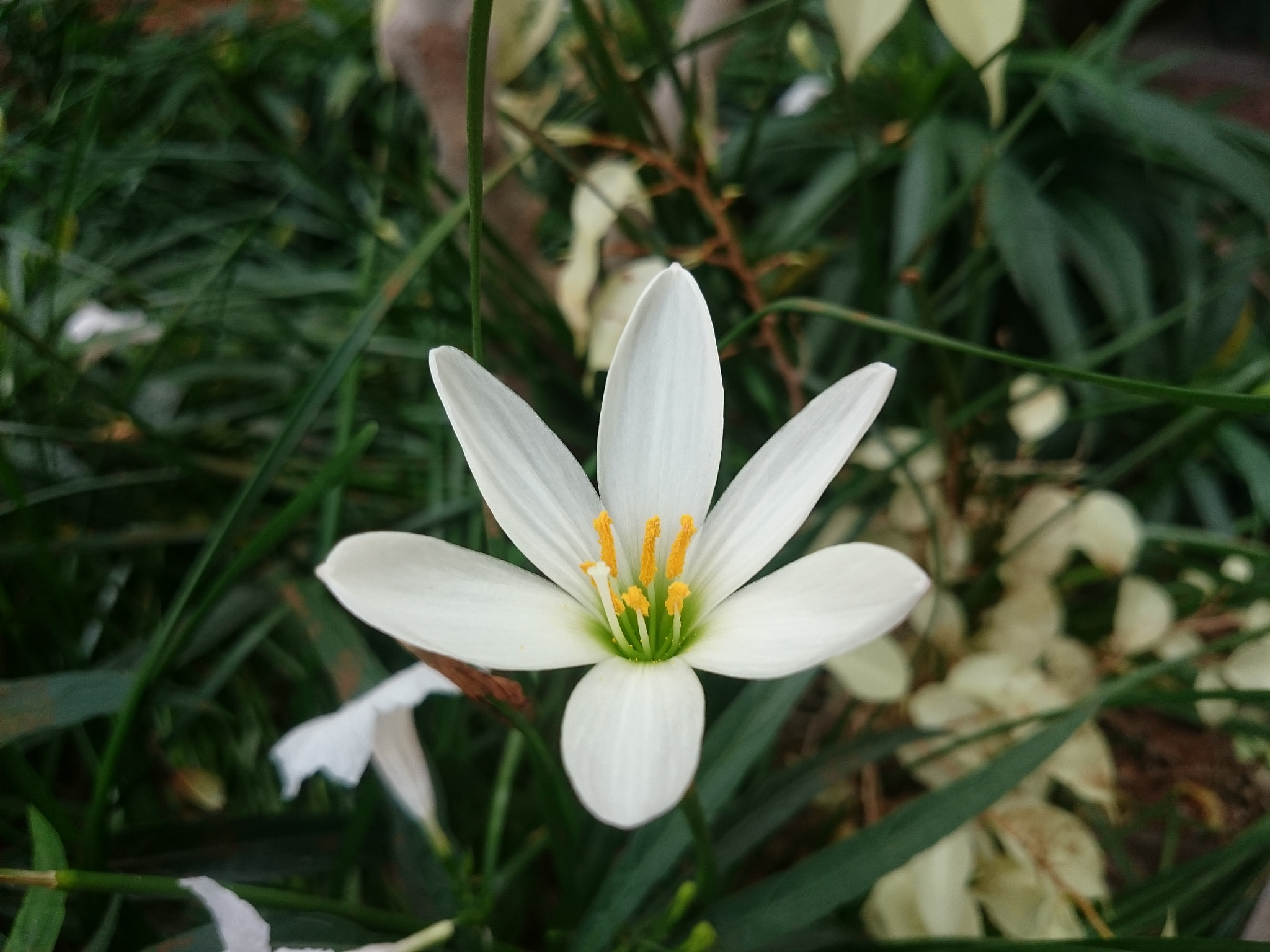 Sony Xperia Z2 sample photo