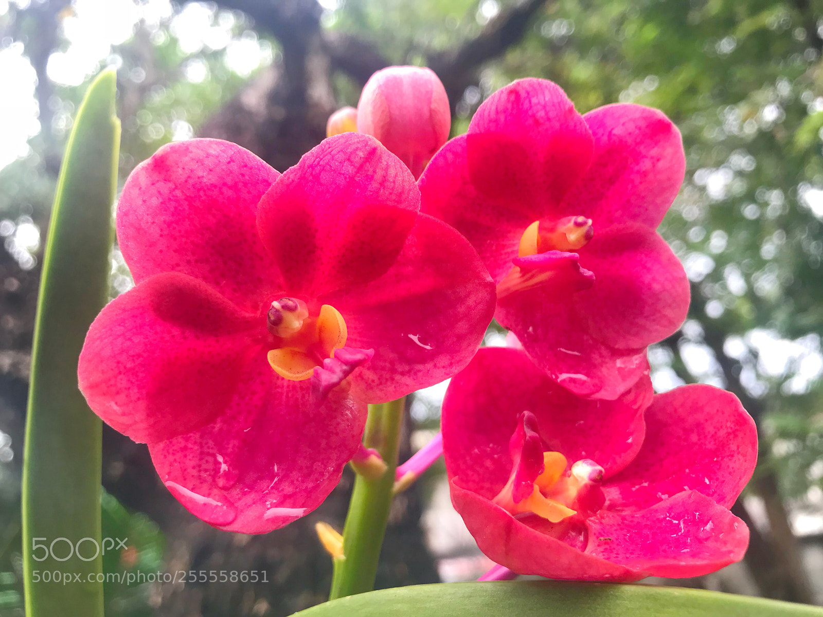 Apple iPhone 7 Plus sample photo. Untitled photography