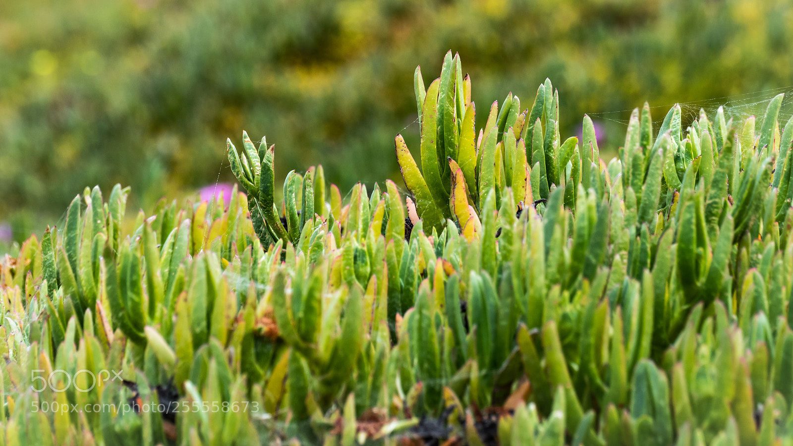 Canon EOS 80D sample photo. Ice plant at the photography