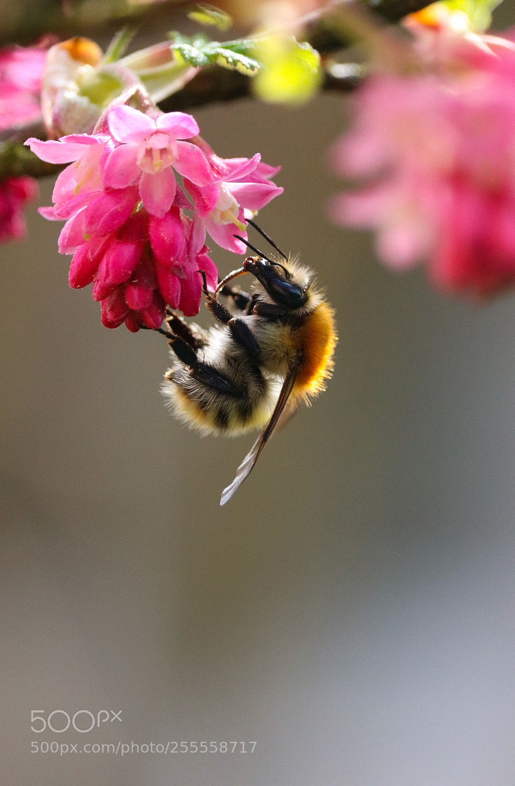 Canon EOS 750D (EOS Rebel T6i / EOS Kiss X8i) sample photo. Bombus pascuorum out of photography