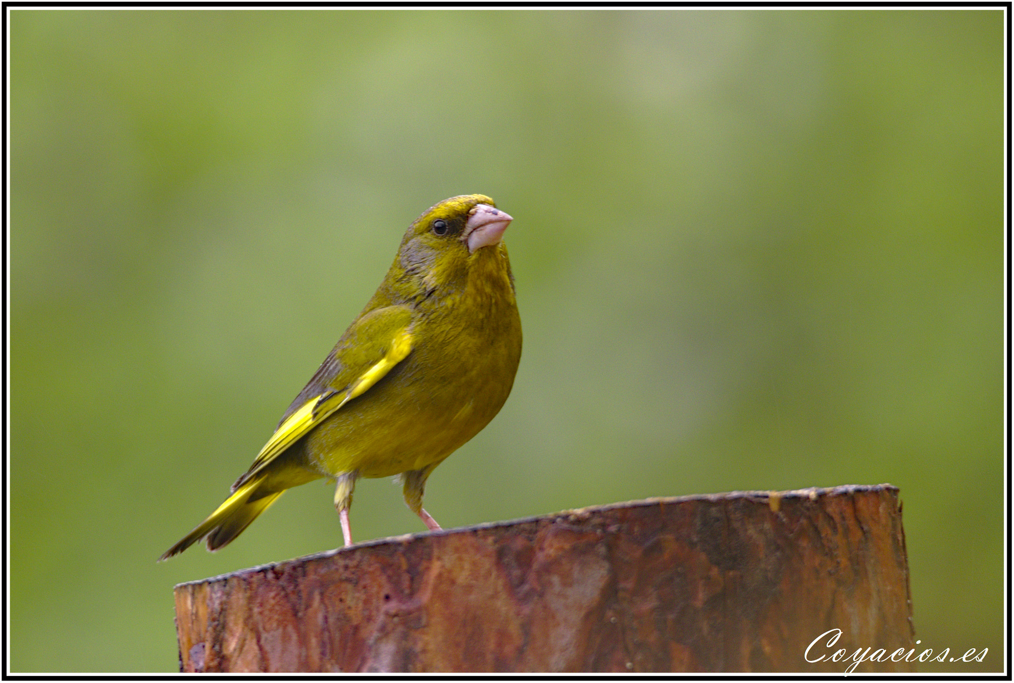 Canon EOS 7D Mark II sample photo. Verderón común ( chloris chori) photography