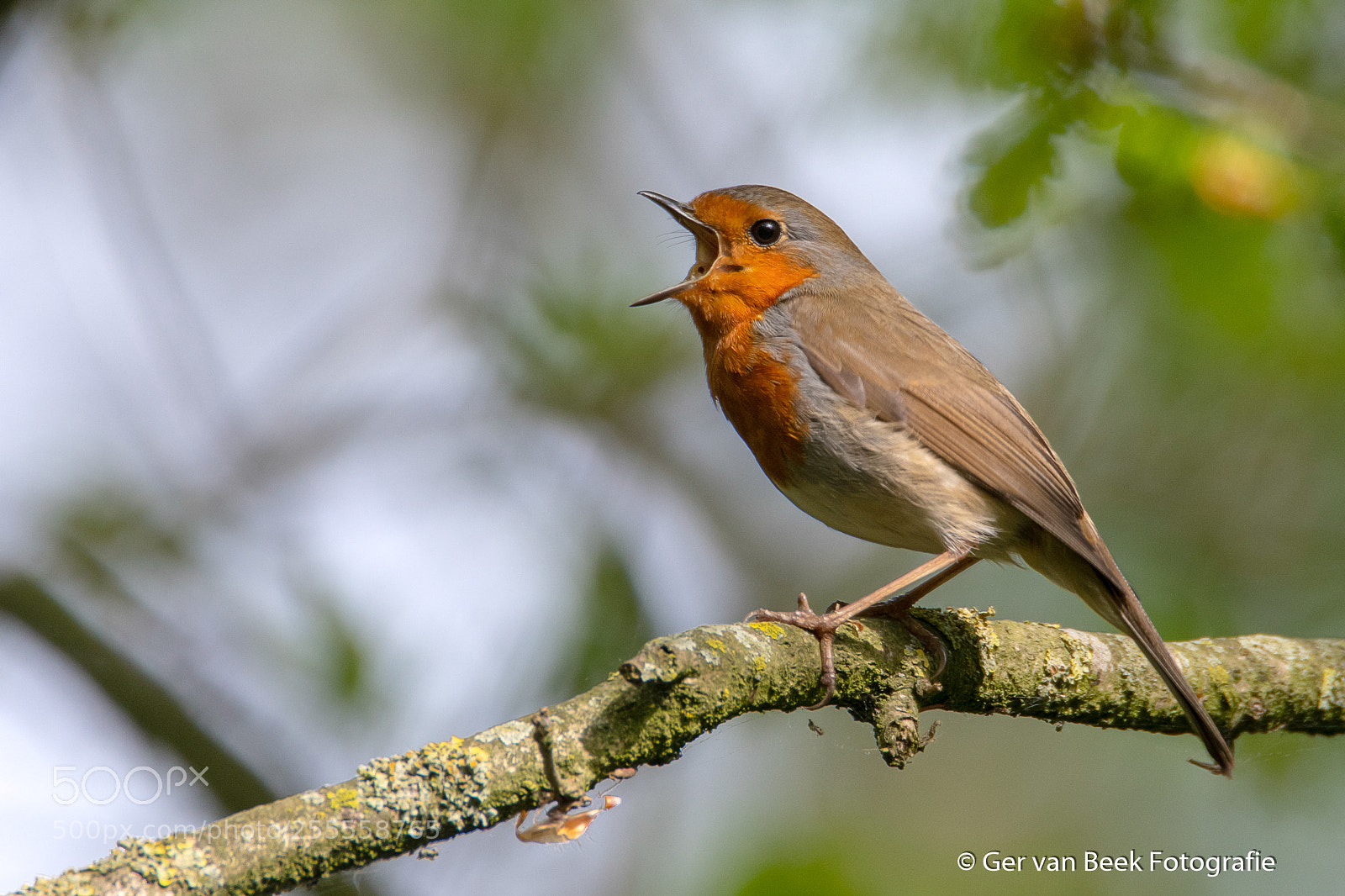 Nikon D7500 sample photo. European robin photography