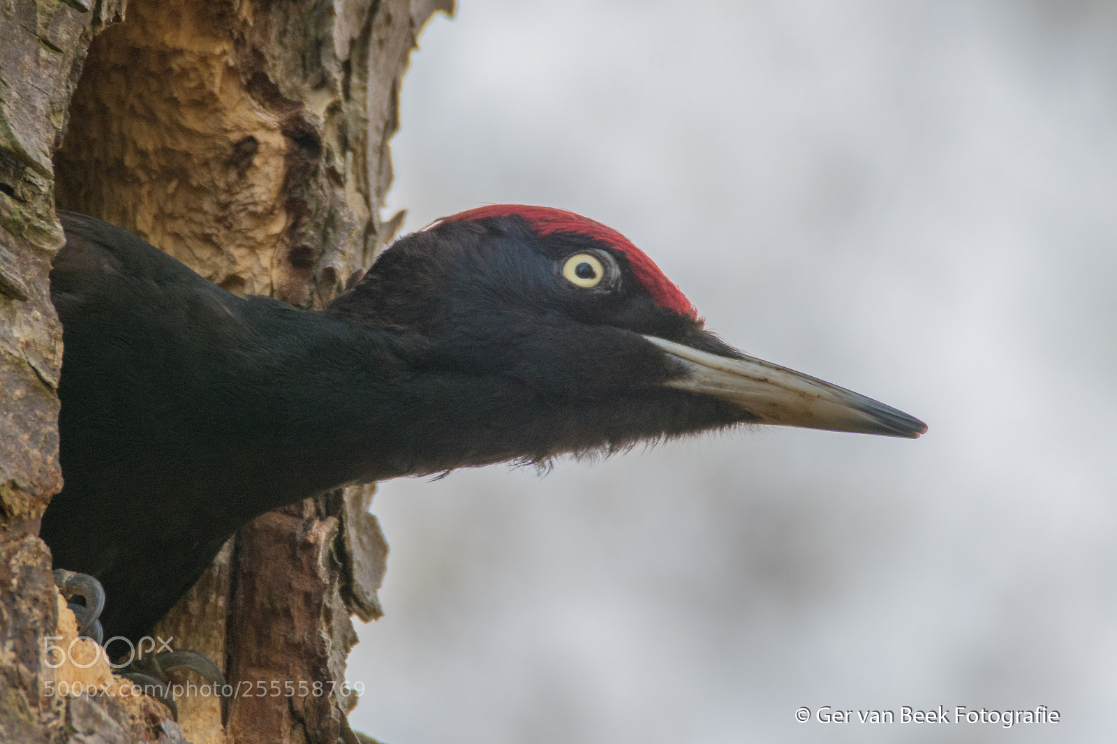 Nikon D7500 sample photo. Black woodpecker photography